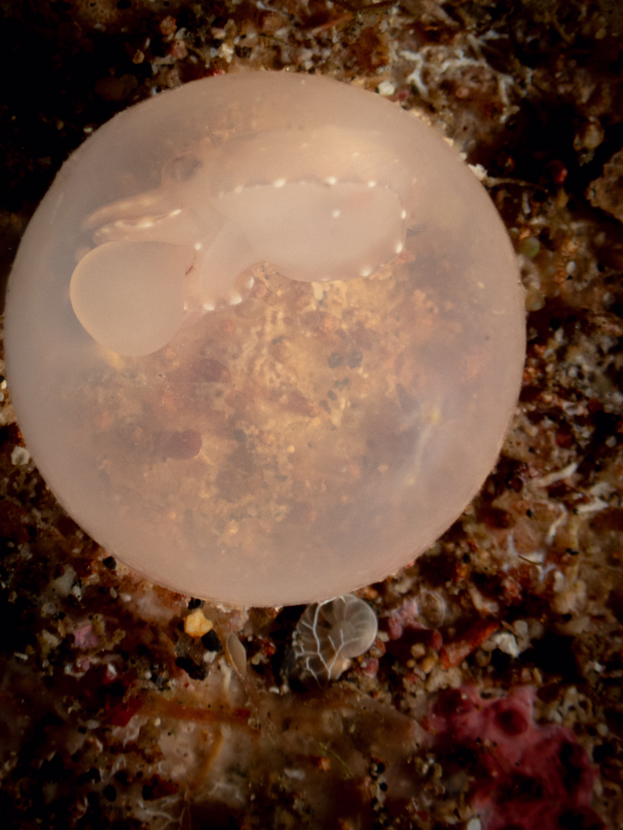 Image 26 from Lembeh 2025 album