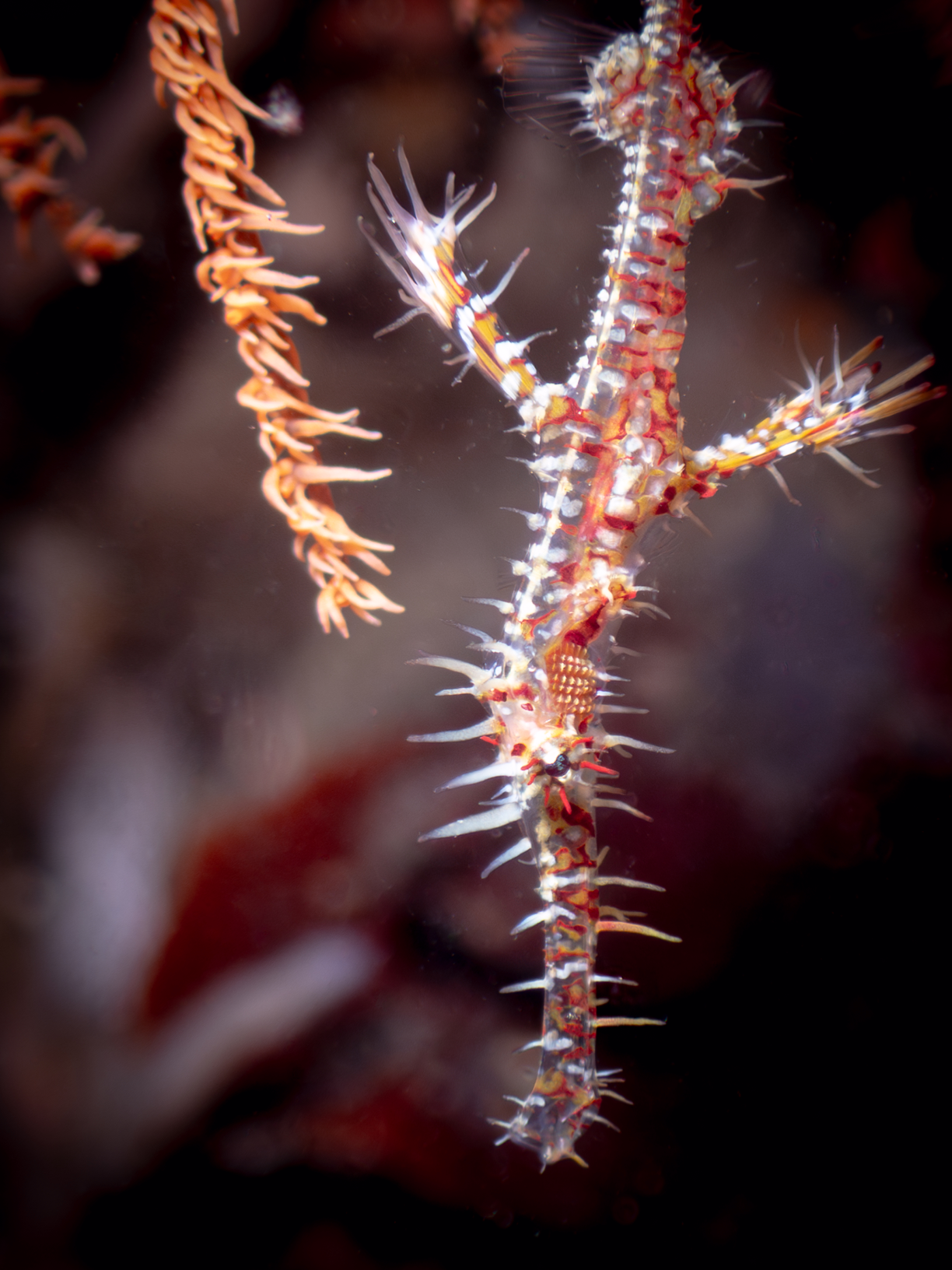 Ghost Pipefish