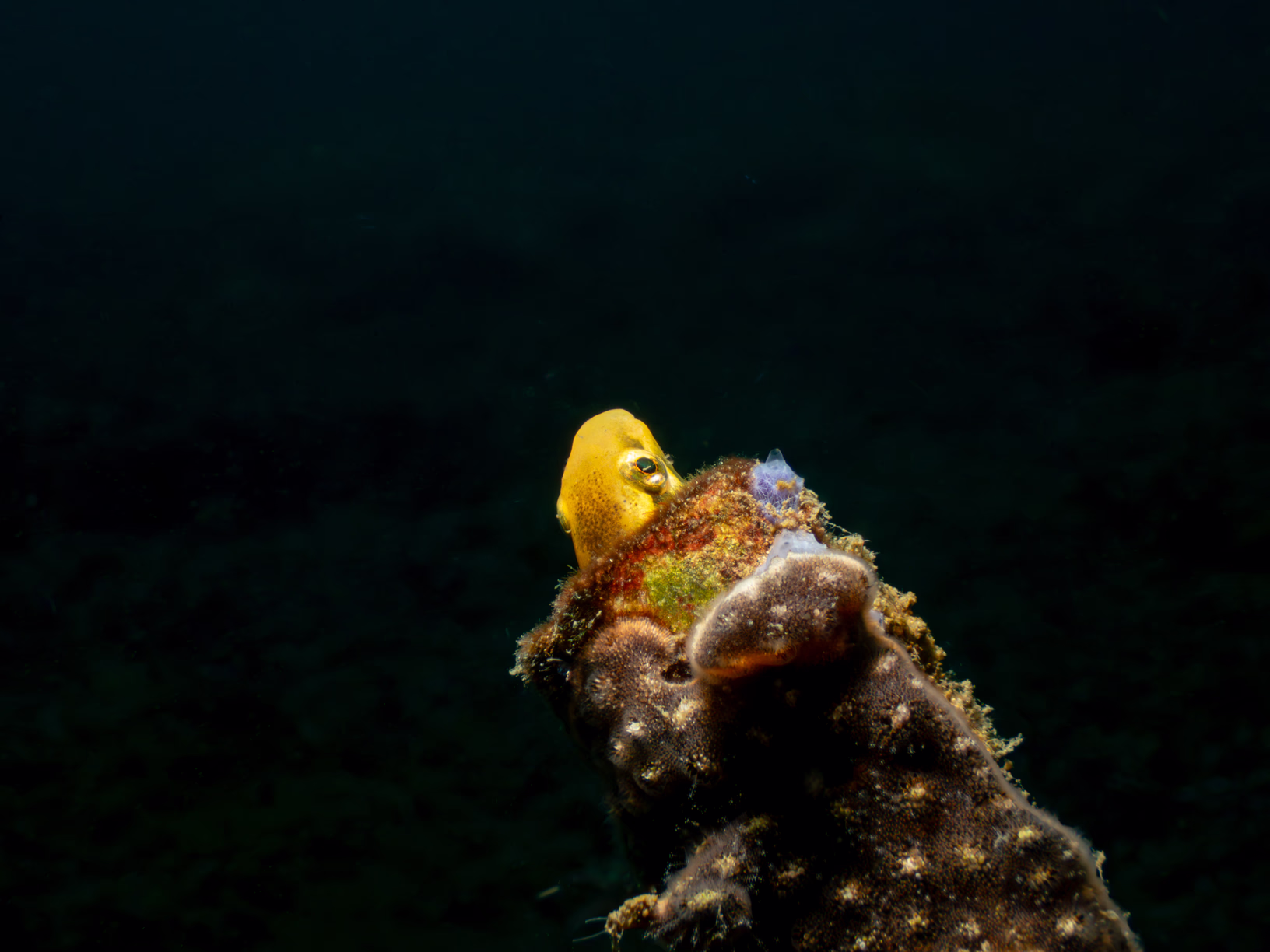 Image 27 from Lembeh 2025 album