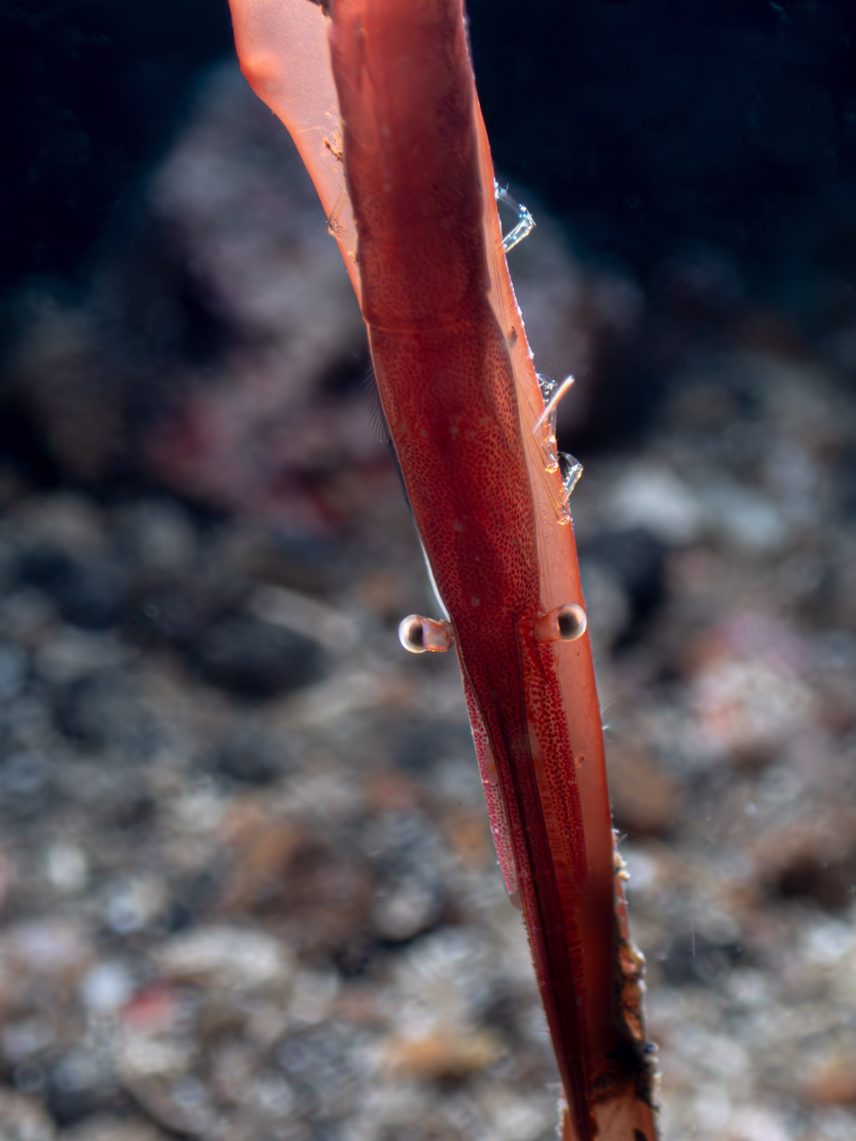 Image 28 from Lembeh 2025 album