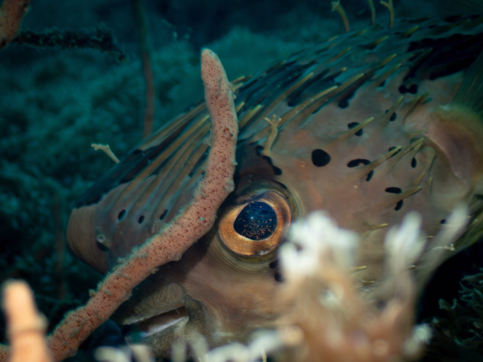 Image 61 from Lembeh 2025 album