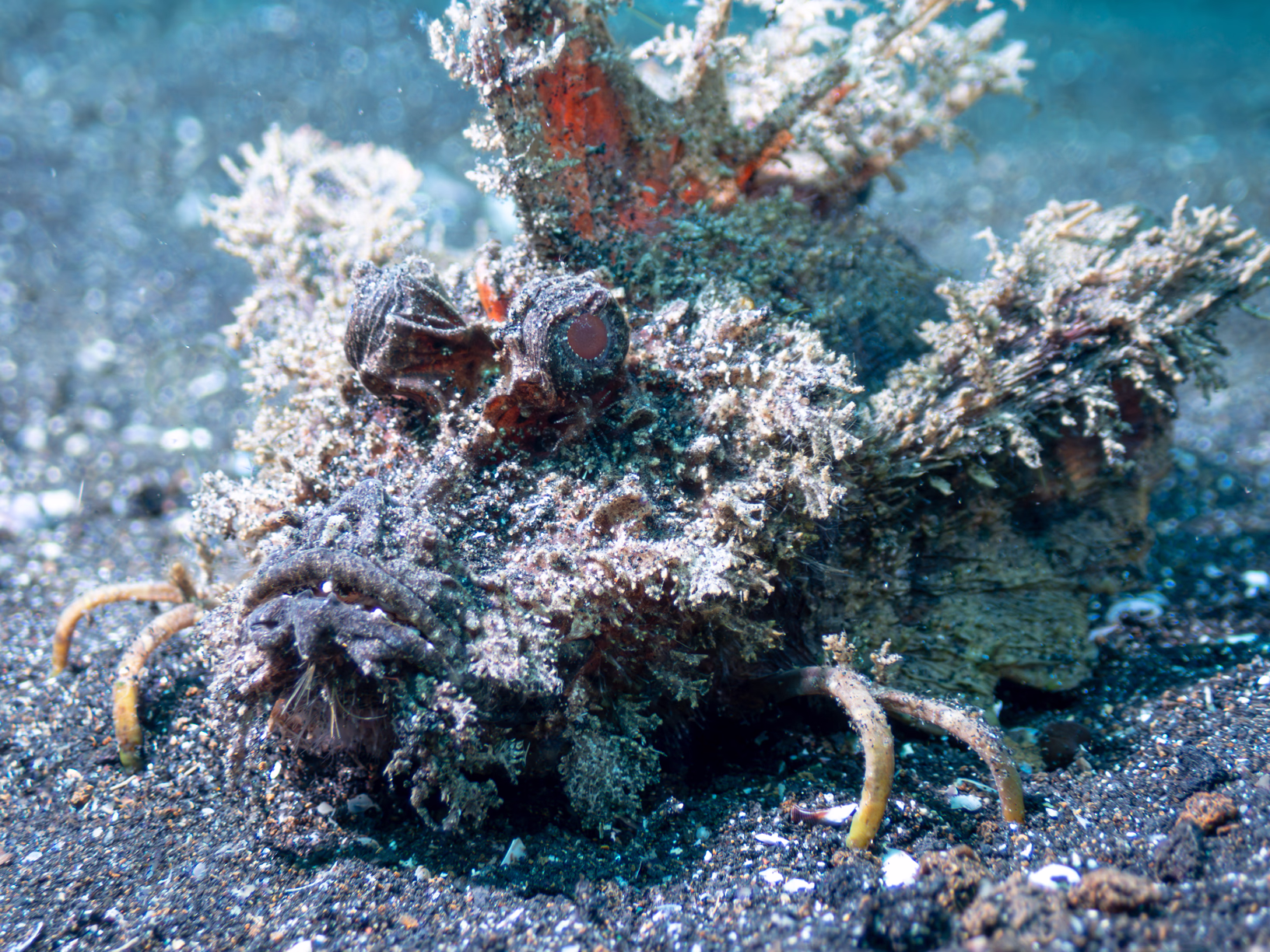 Image 29 from Lembeh 2025 album