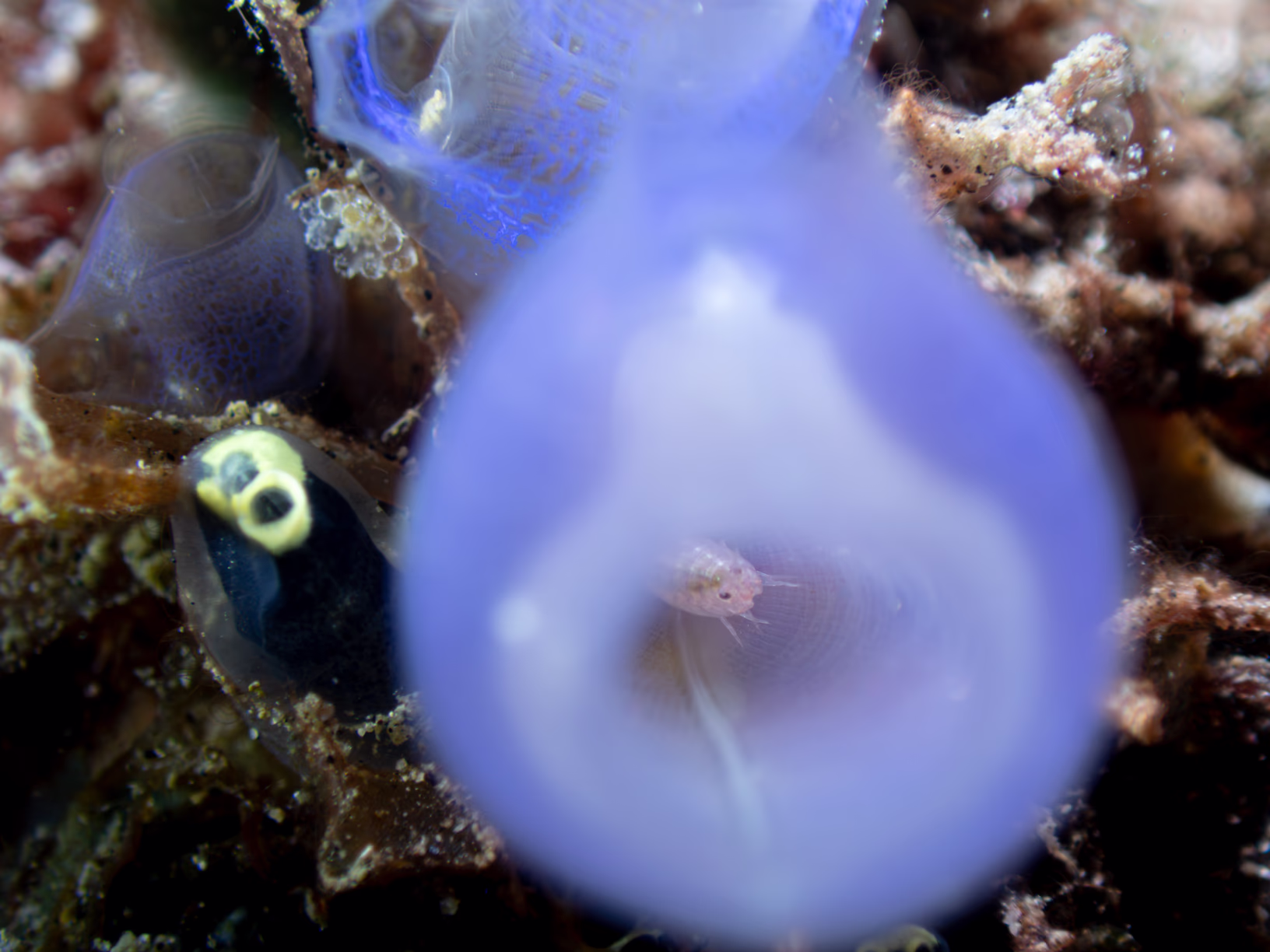 Image 30 from Lembeh 2025 album