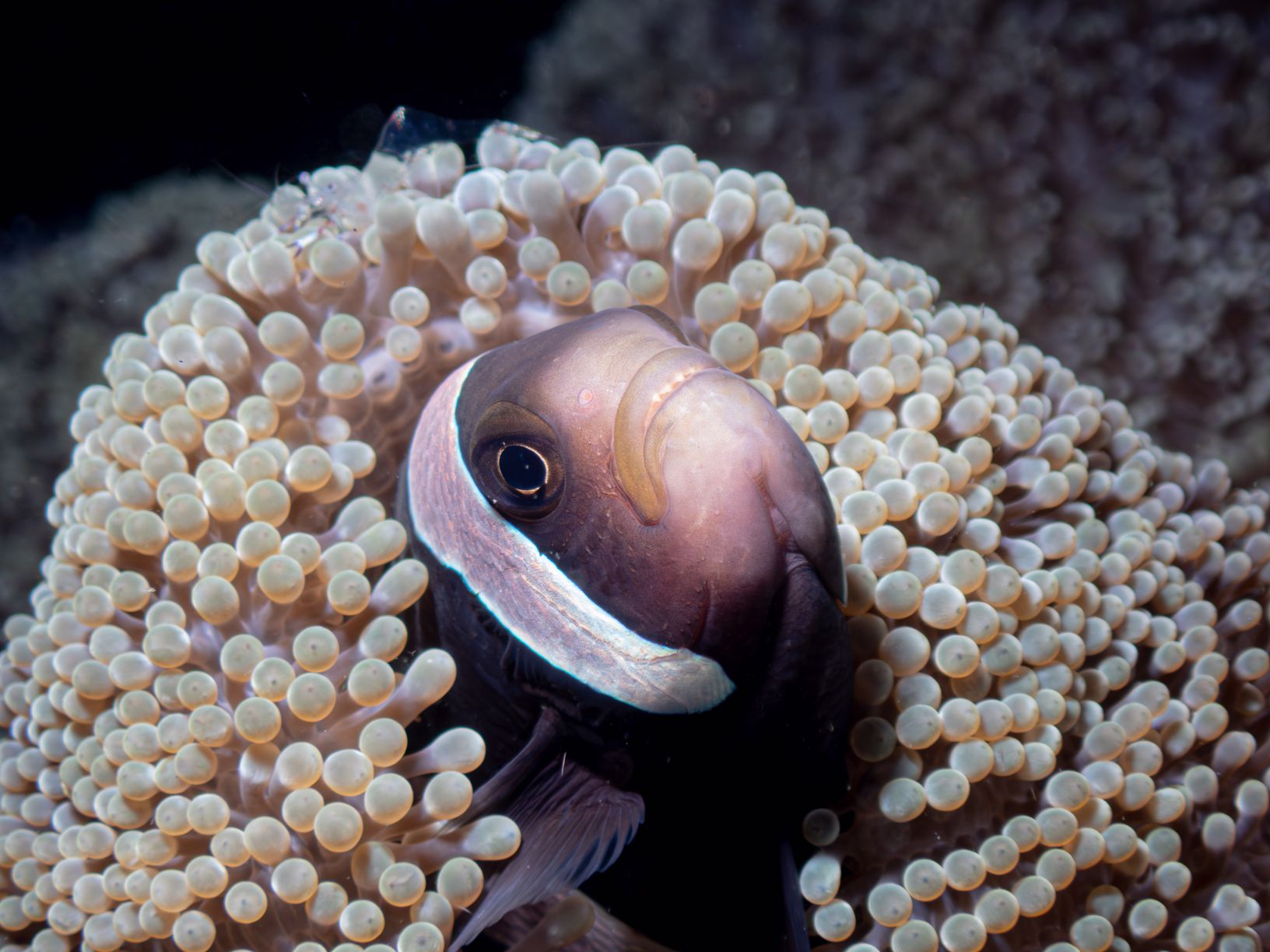 Clownfish