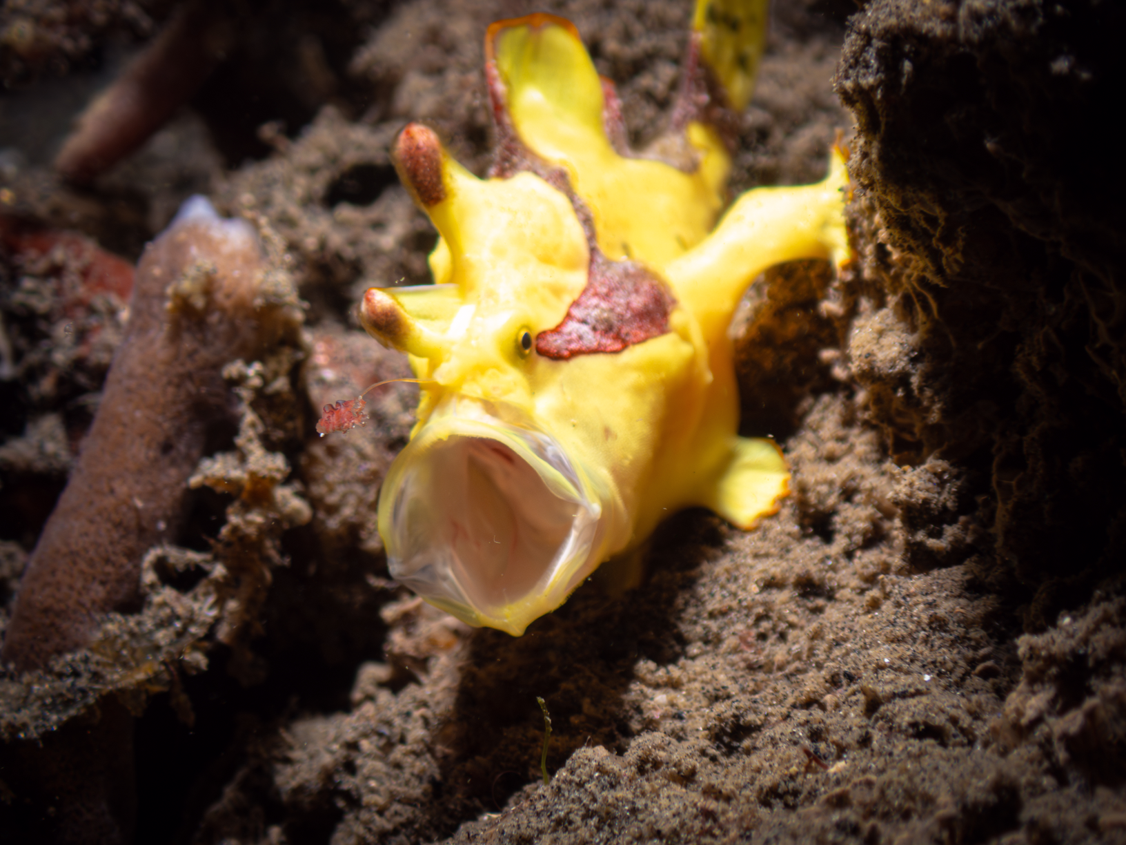 Frogfish