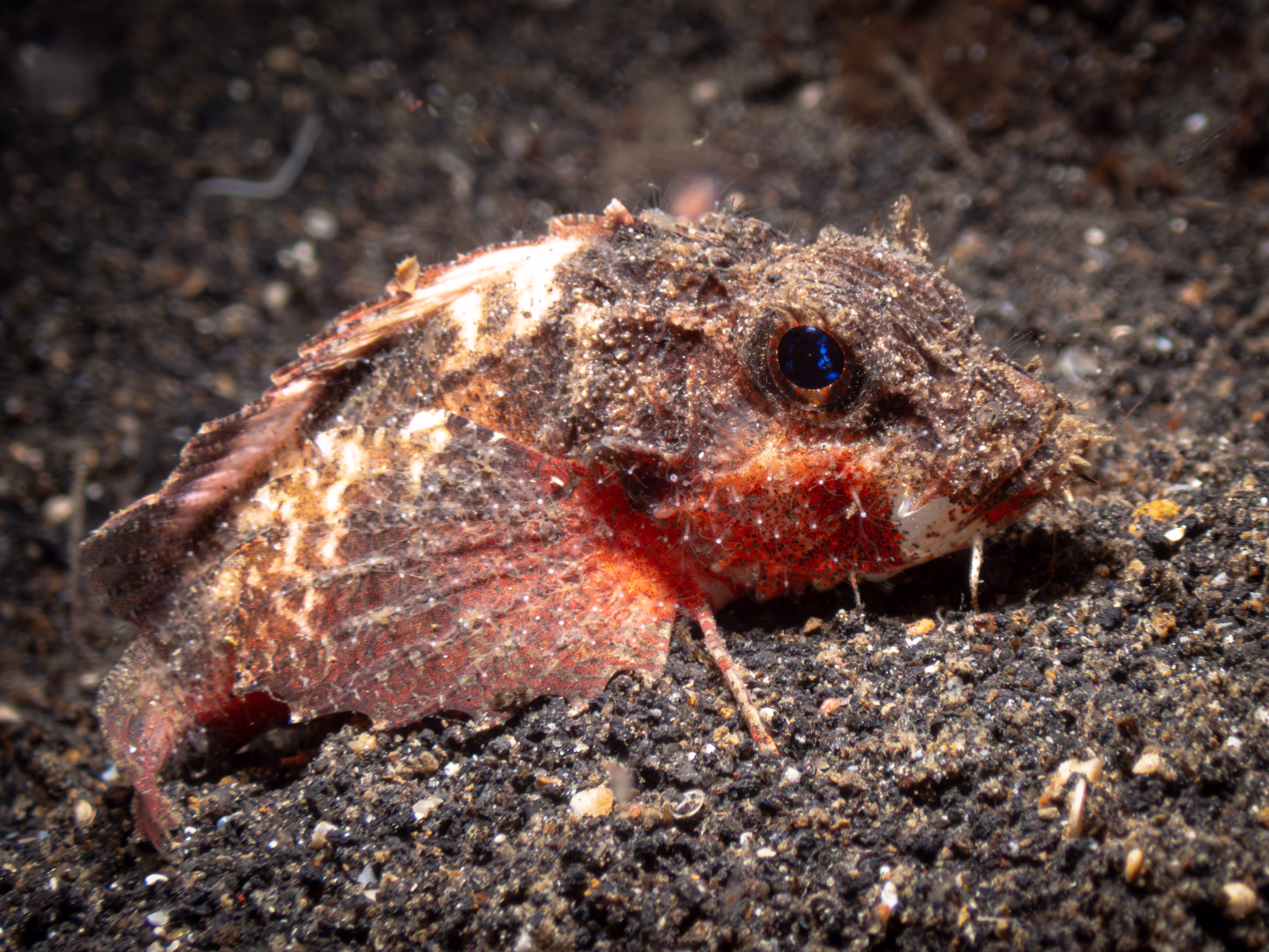 Image 32 from Lembeh 2025 album