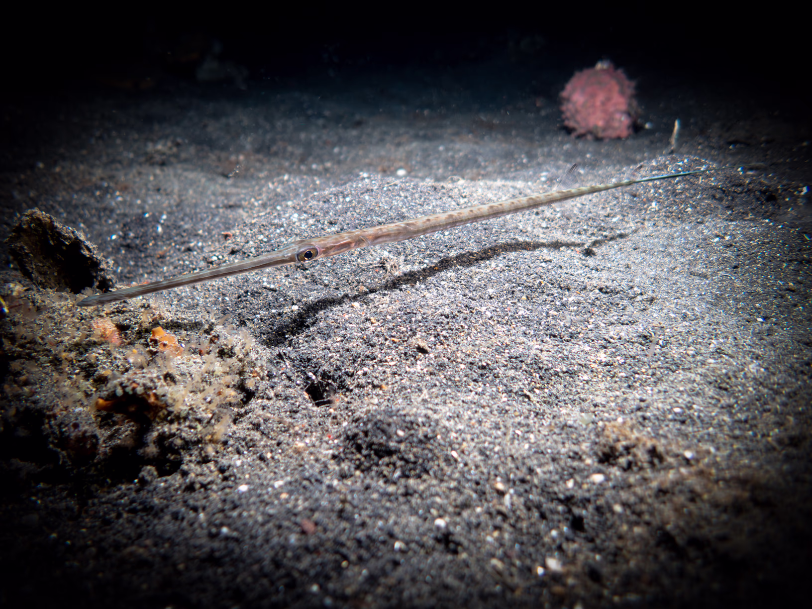 Image 33 from Lembeh 2025 album