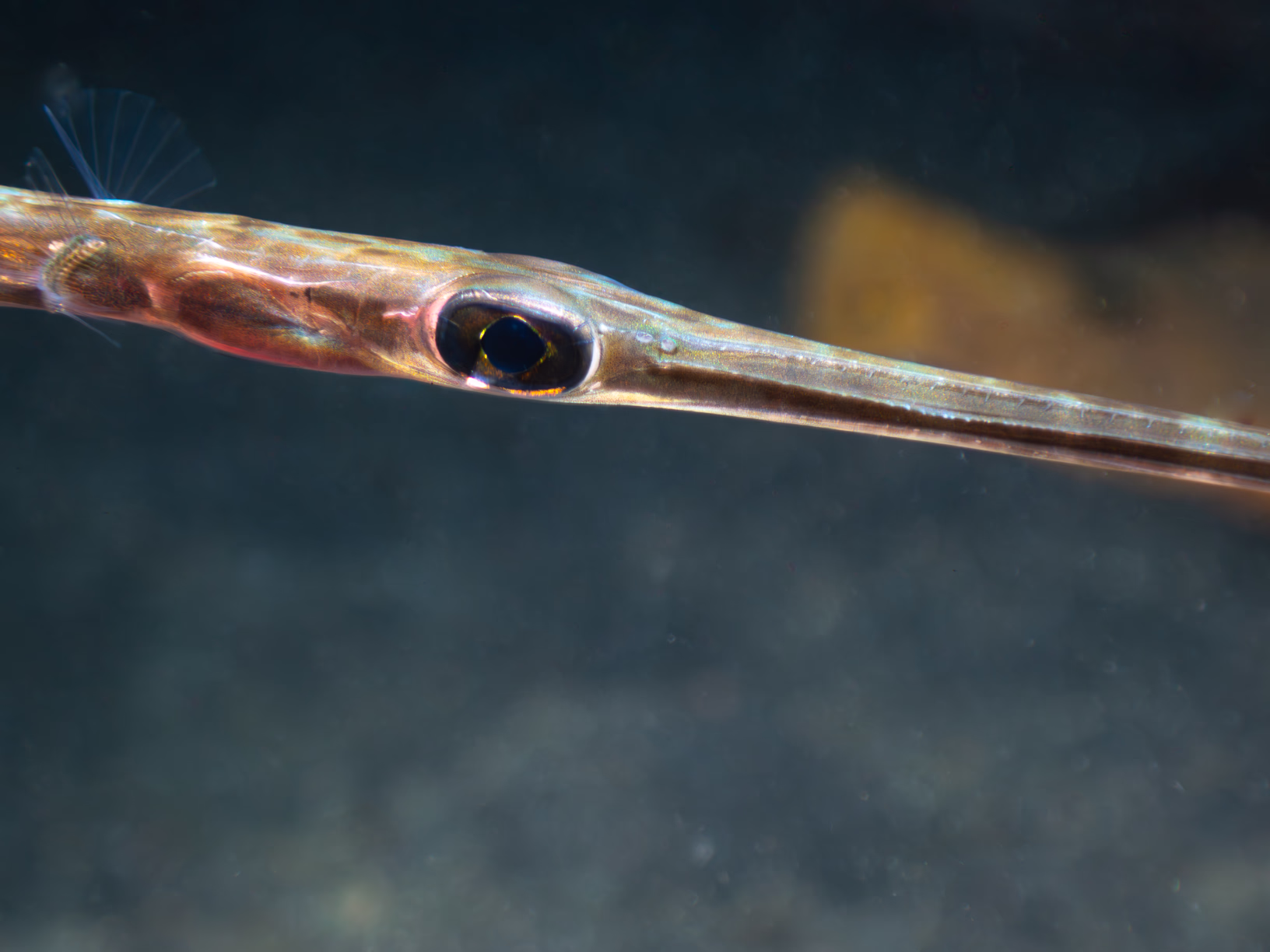 Image 34 from Lembeh 2025 album