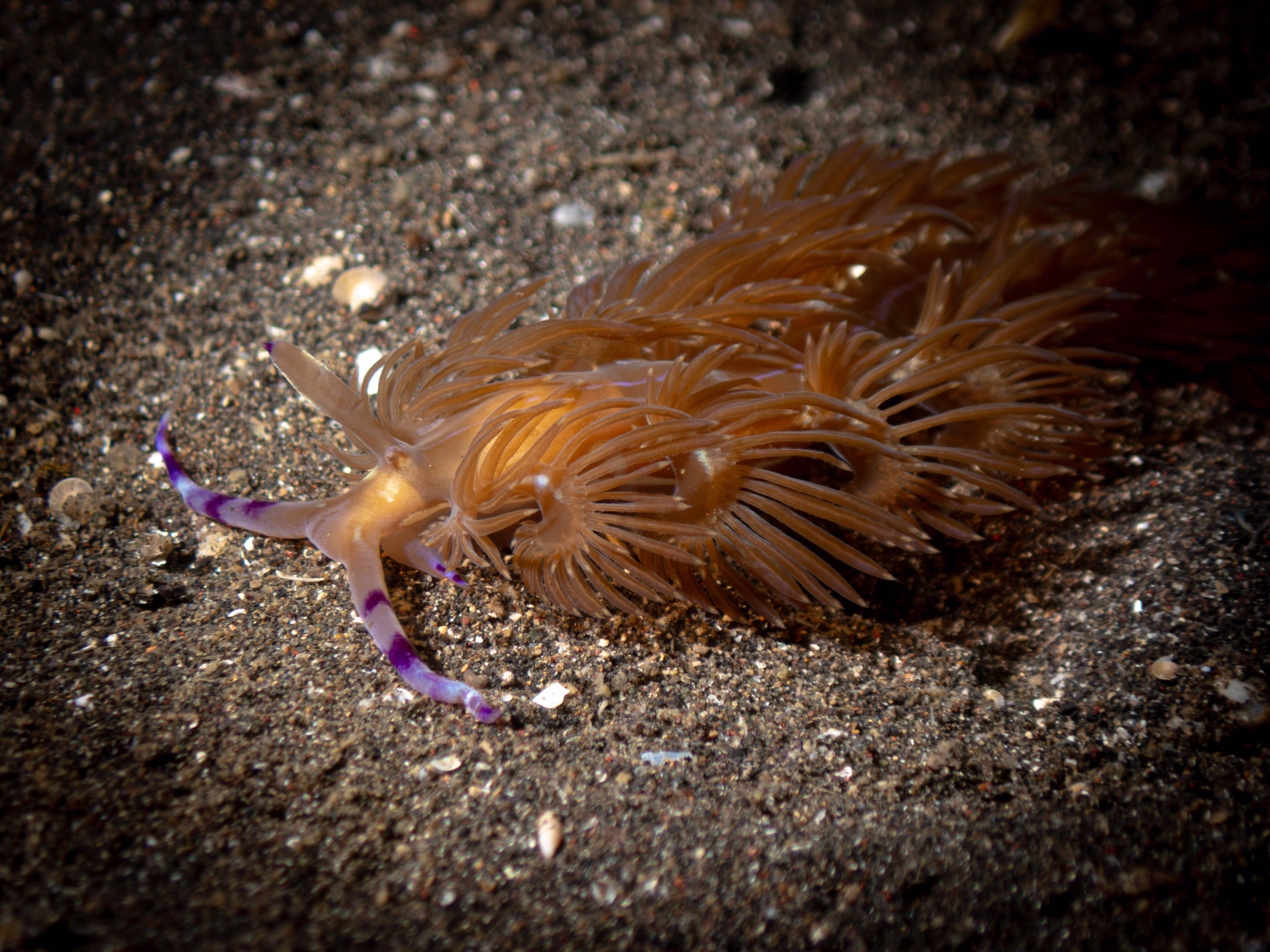 Image 35 from Lembeh 2025 album