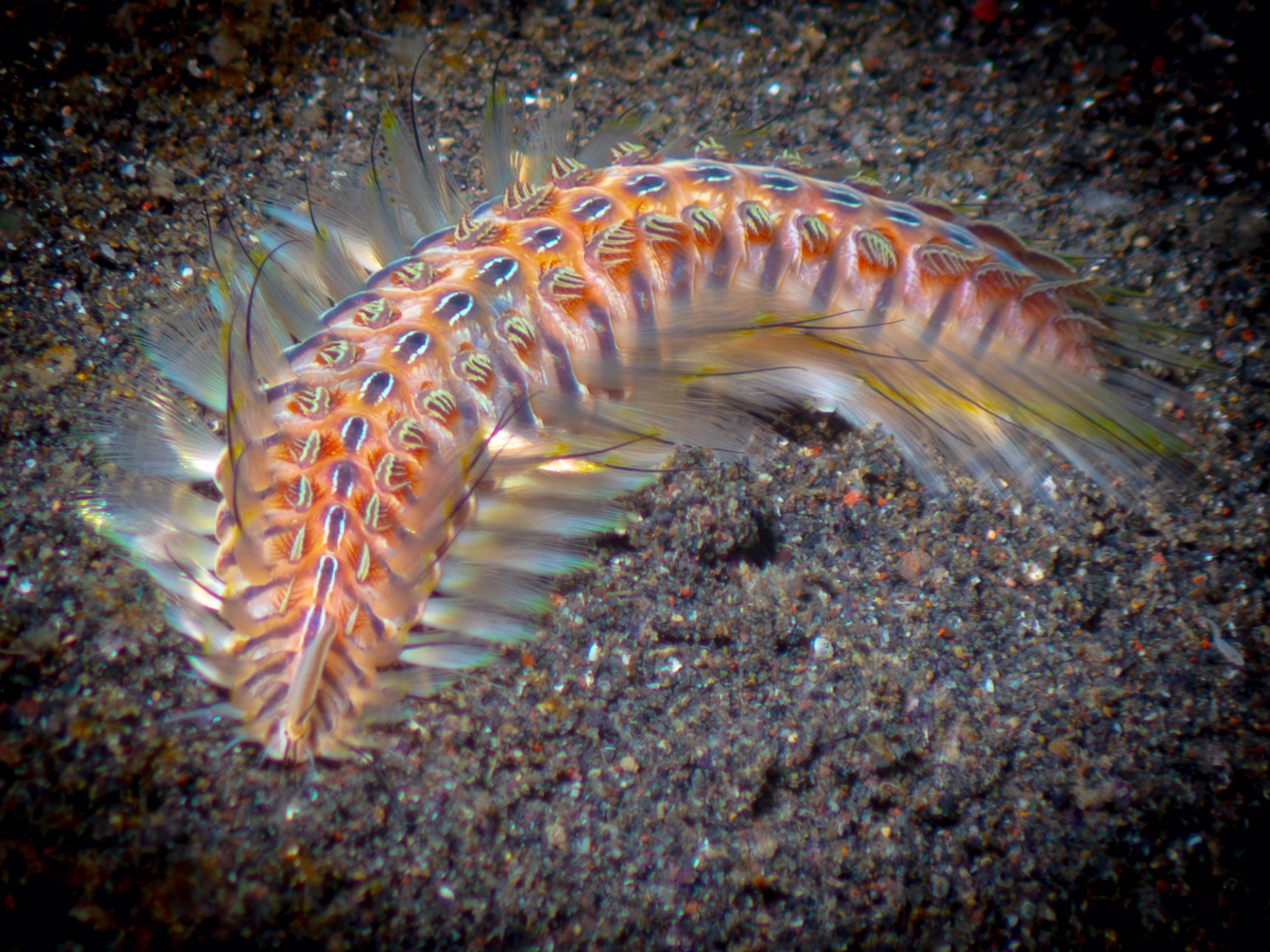 Image 36 from Lembeh 2025 album