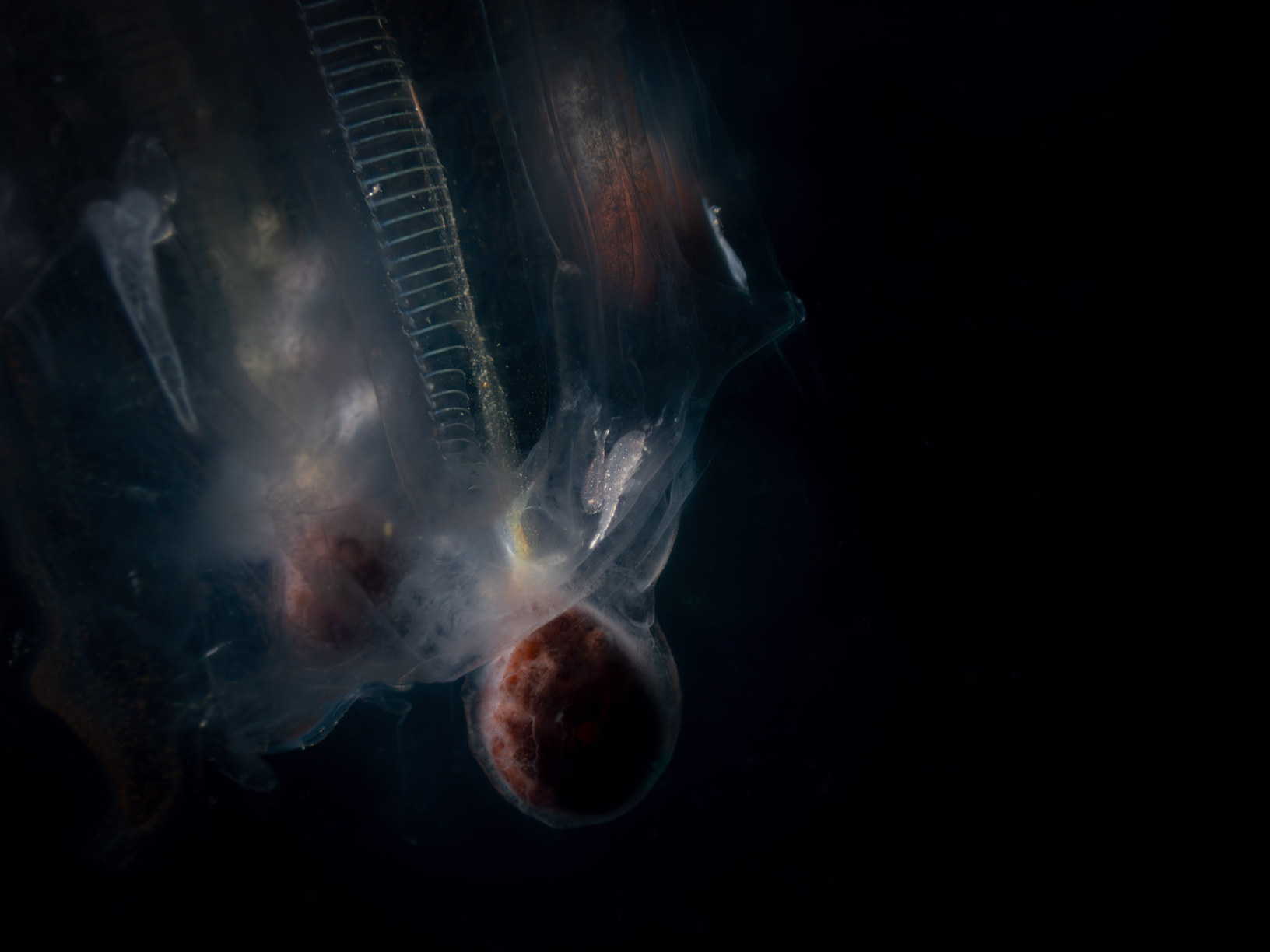 Image from Lembeh 2025