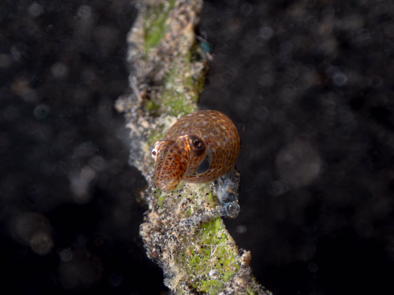 Image 62 from Lembeh 2025 album