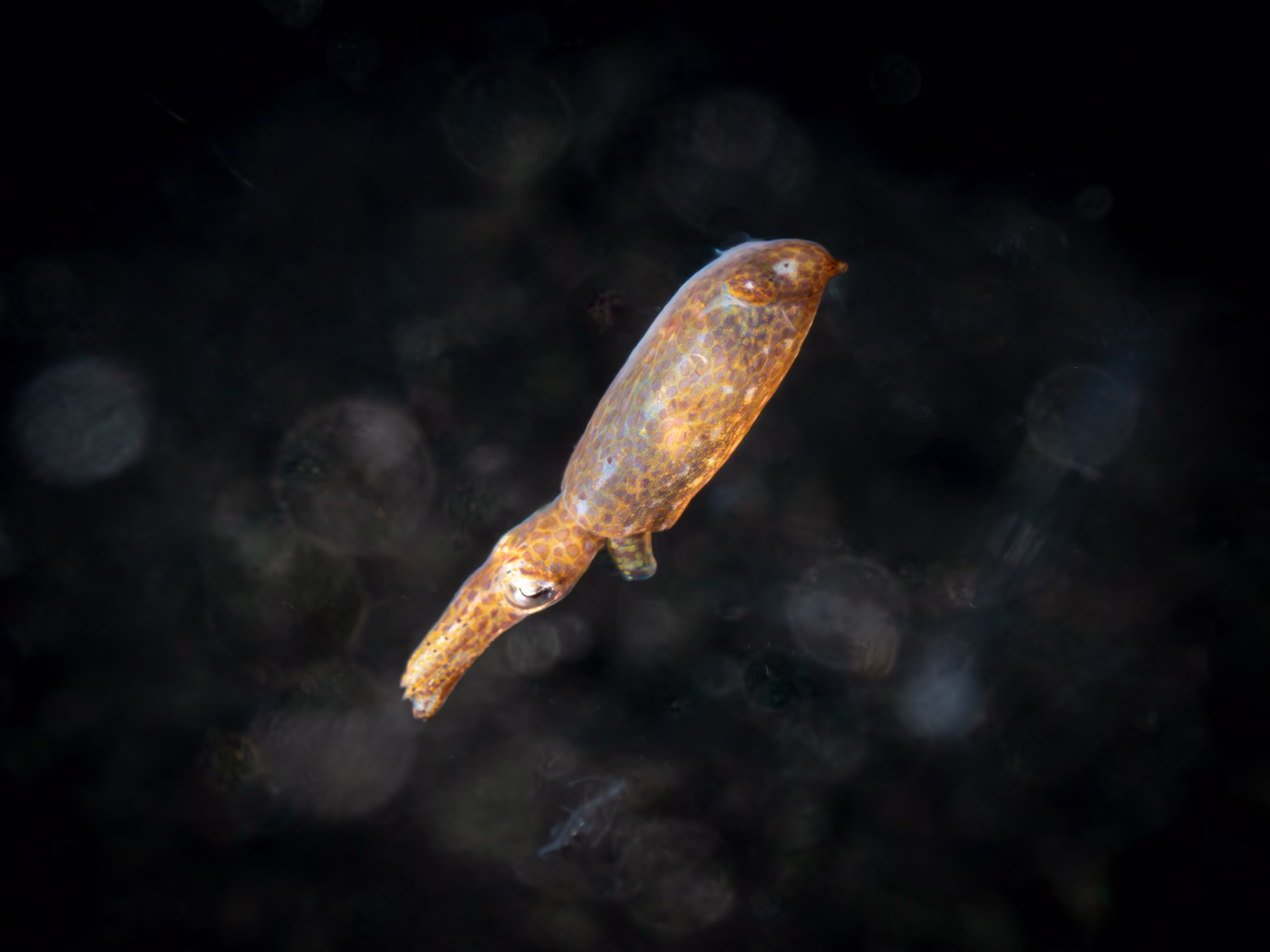 Image 38 from Lembeh 2025 album