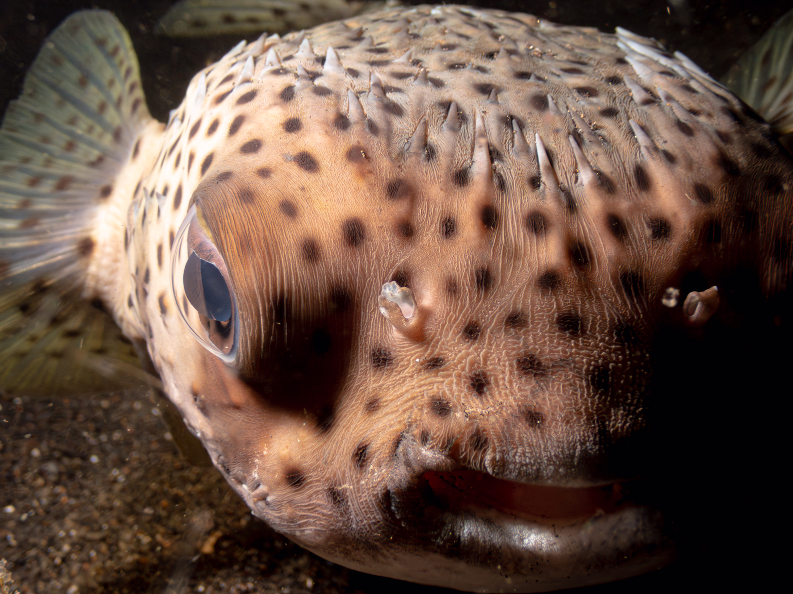 Porcupinefish