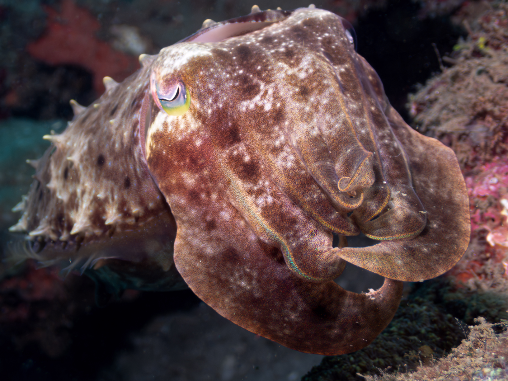 Cuttlefish