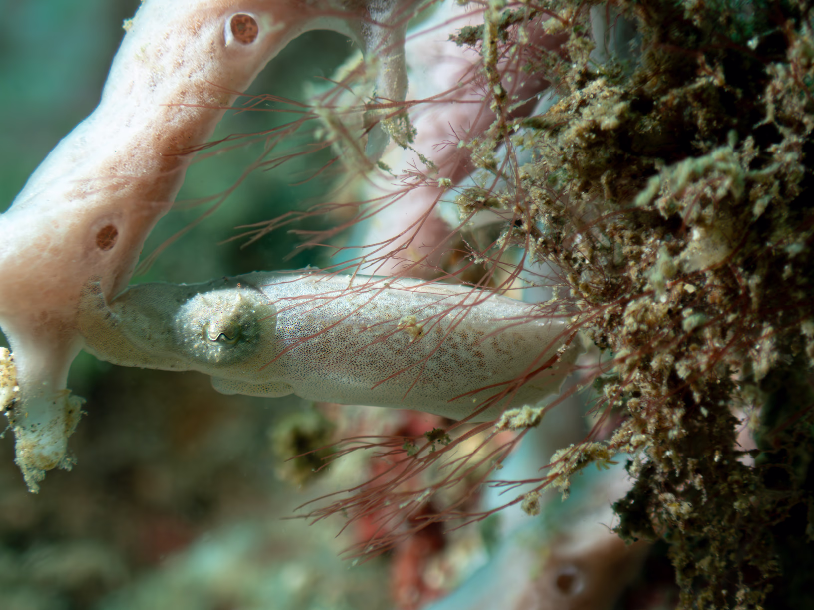 Image 42 from Lembeh 2025 album