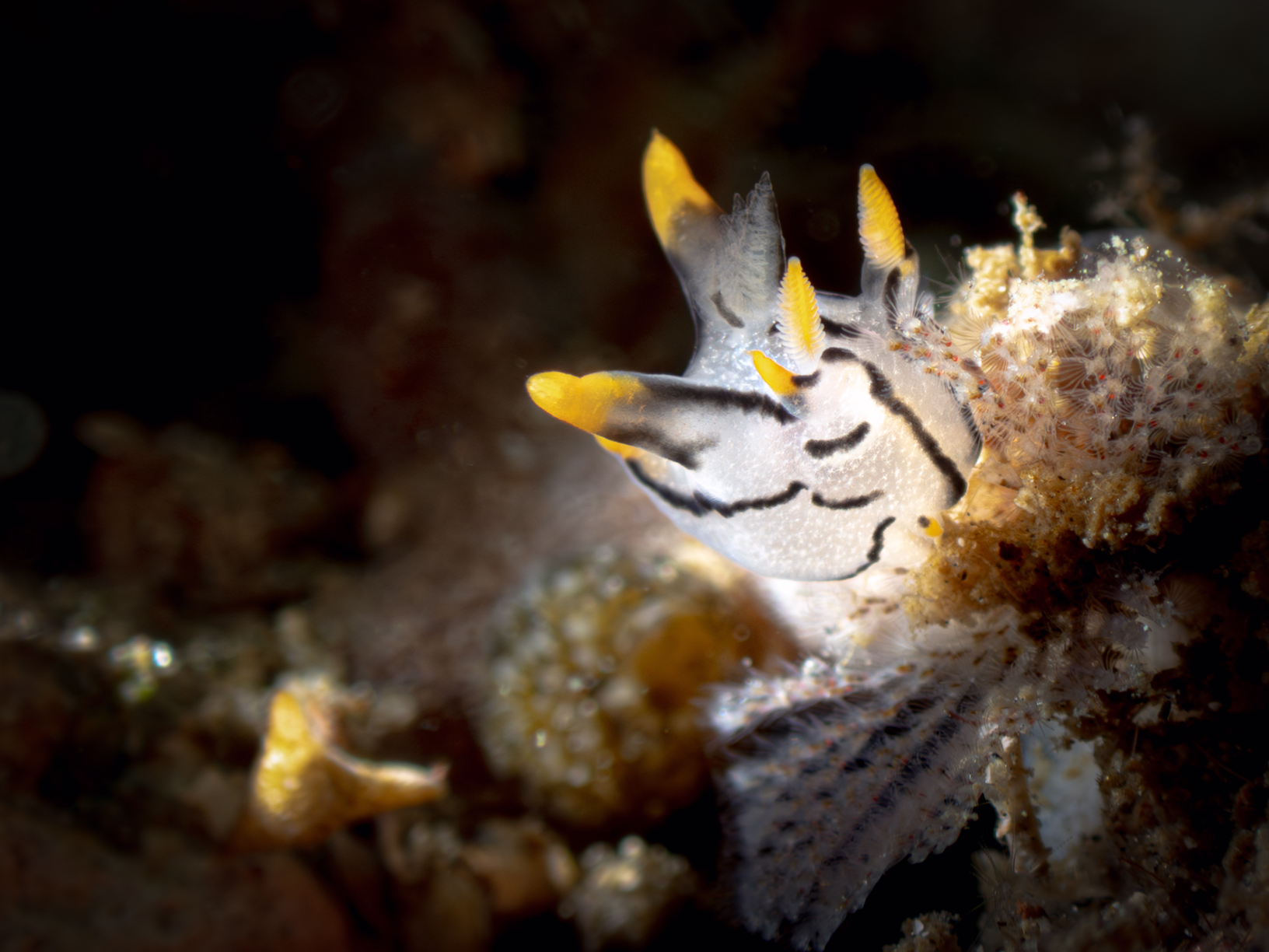 Nudibranch