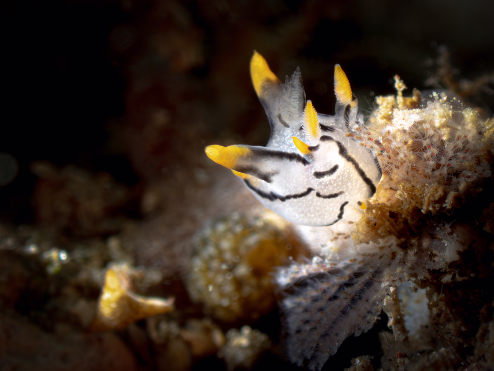 Image 8 from Lembeh 2025 album