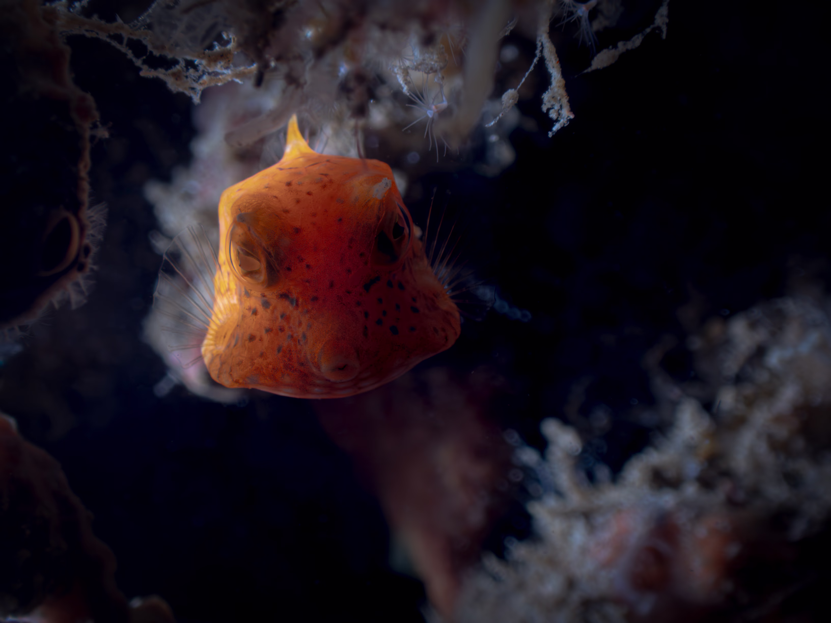 Image 9 from Lembeh 2025 album