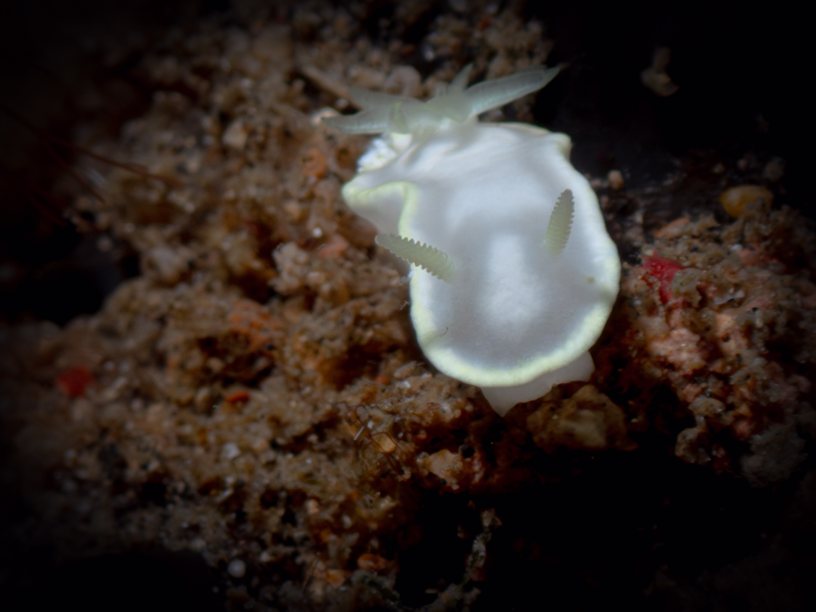 Nudibranch