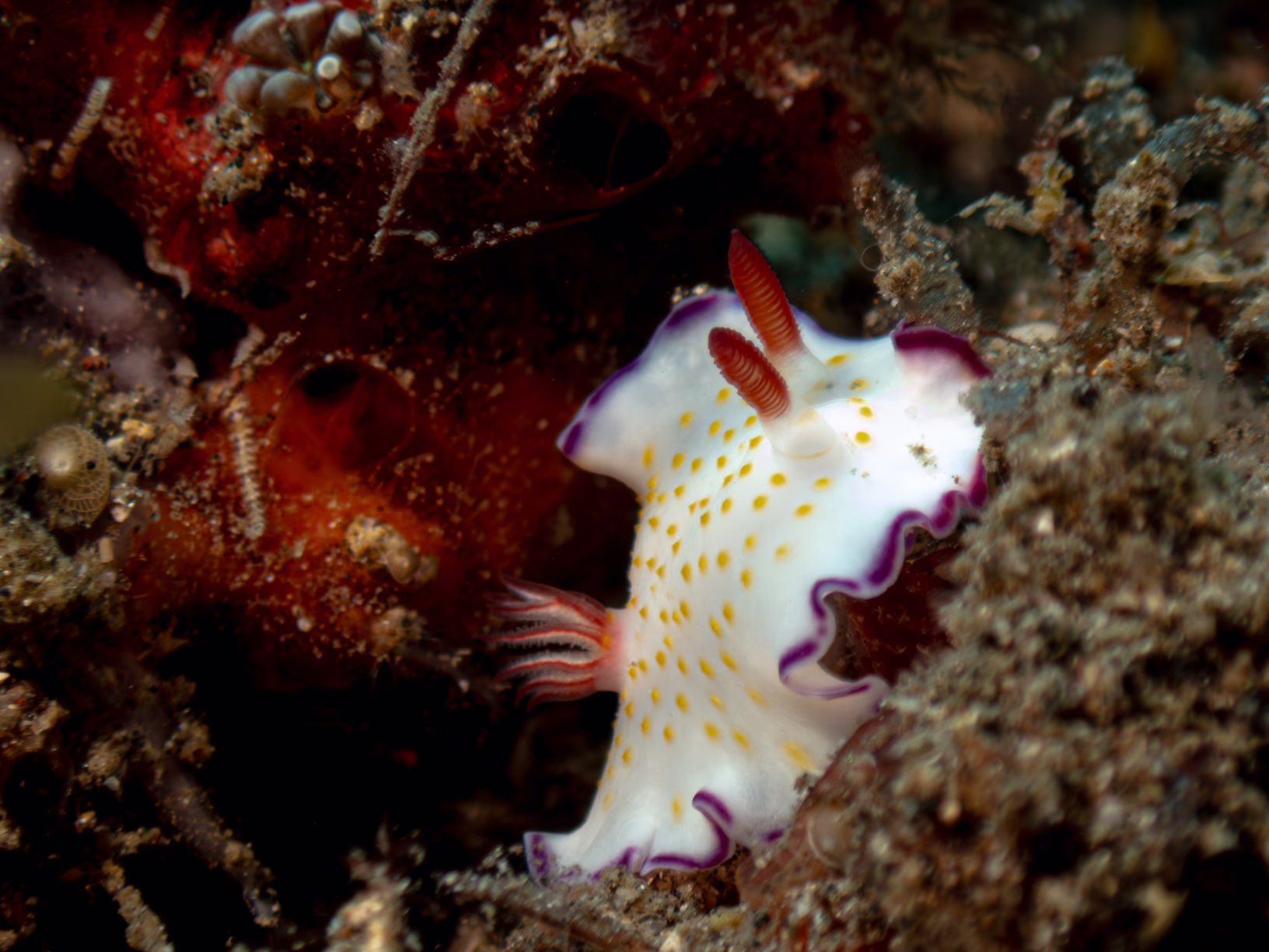 Image 43 from Lembeh 2025 album