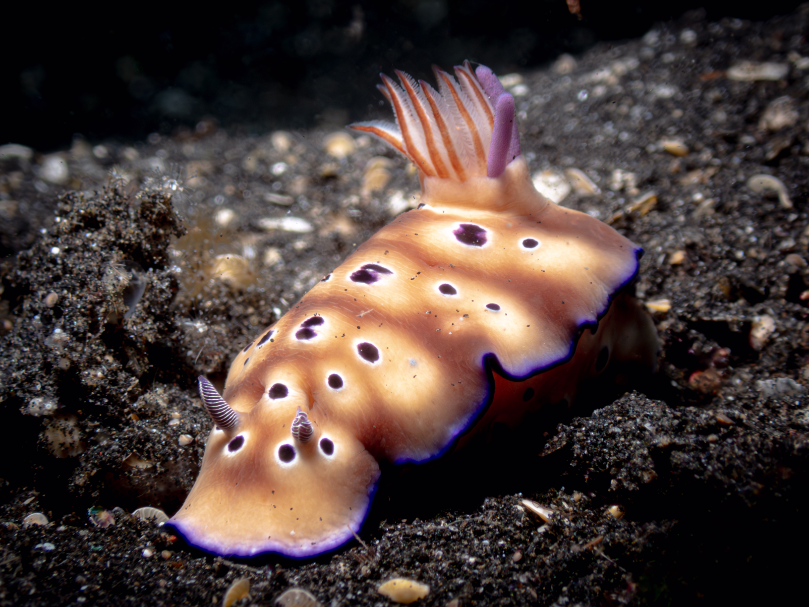 Nudibranch