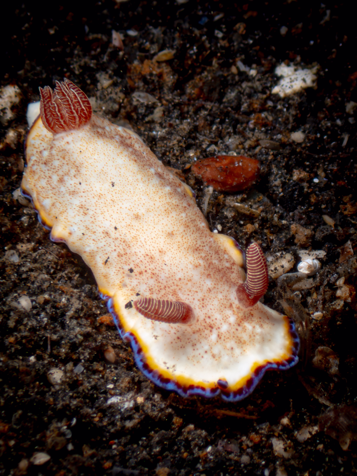 Nudibranch