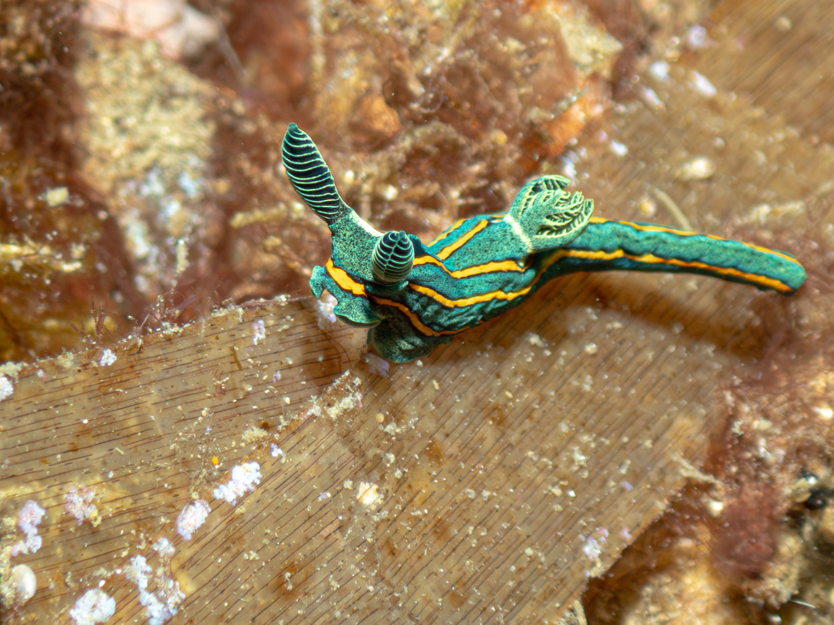 Image 45 from Lembeh 2025 album