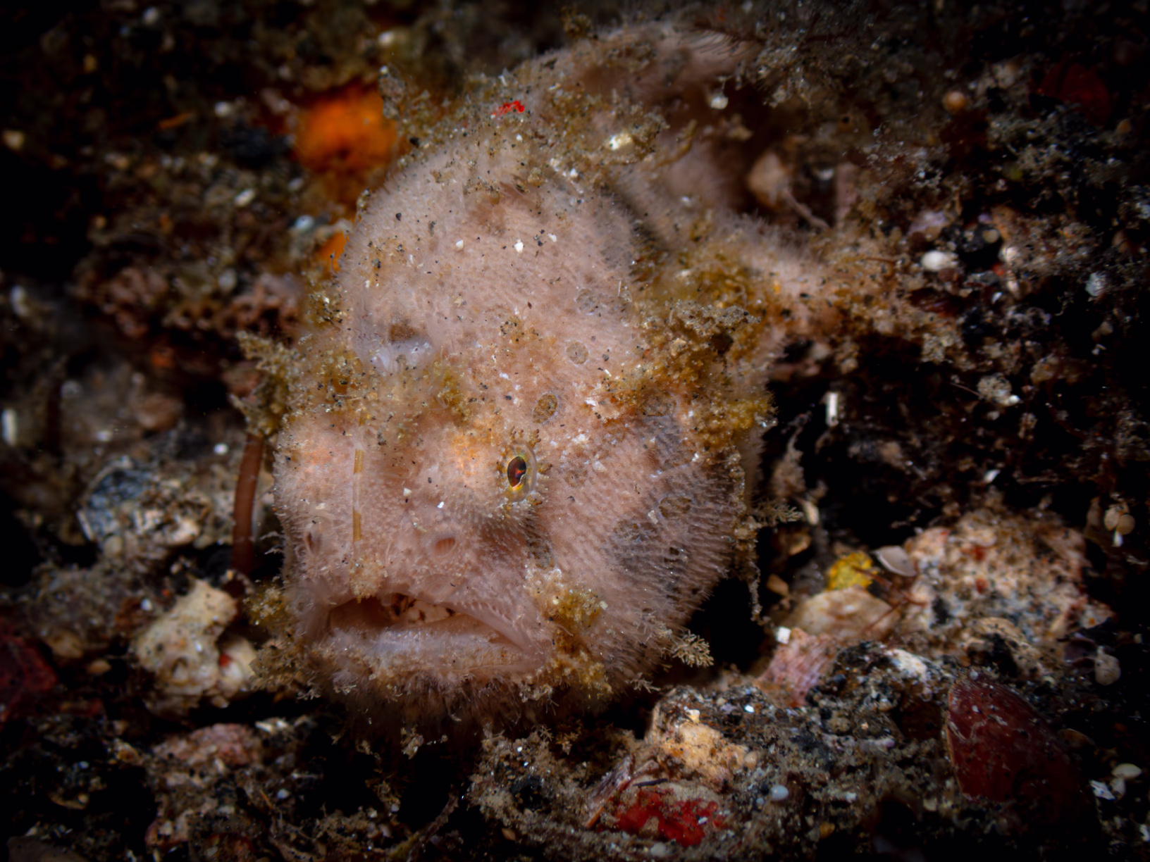 Image 46 from Lembeh 2025 album