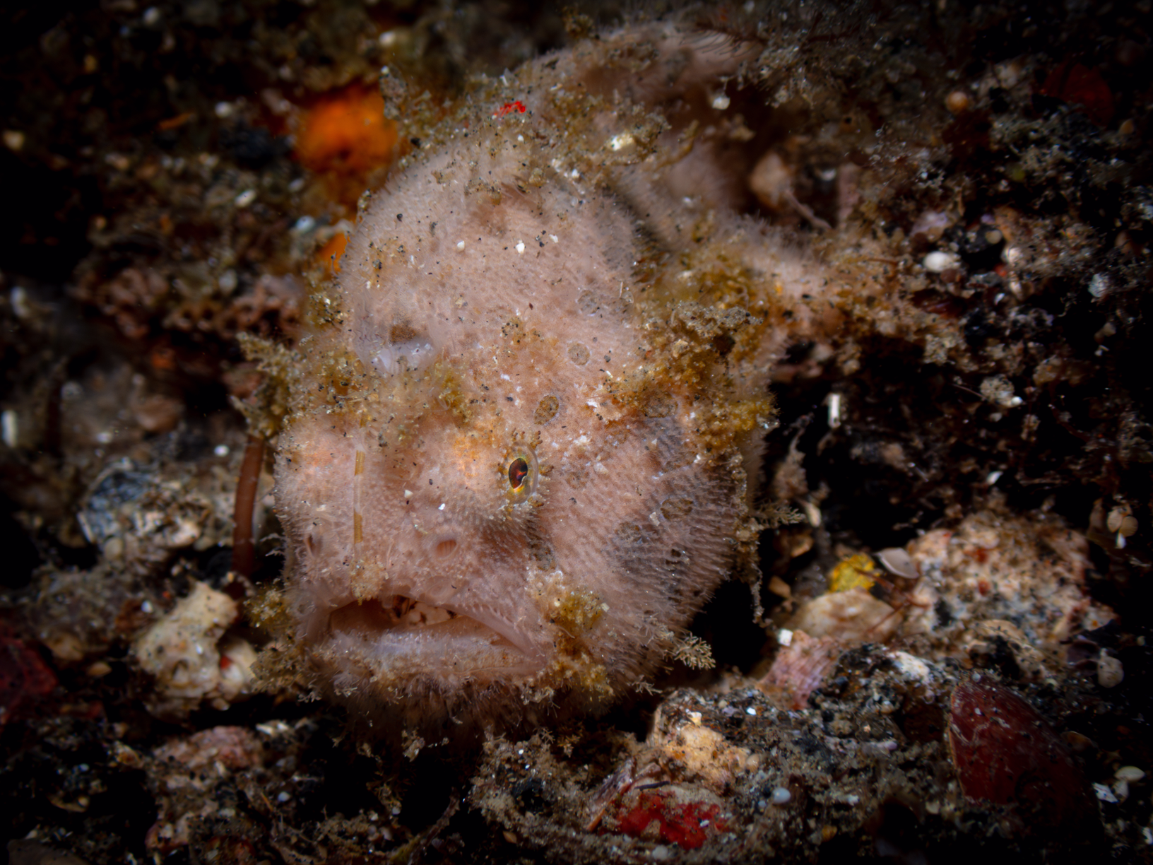 Image from Lembeh 2025