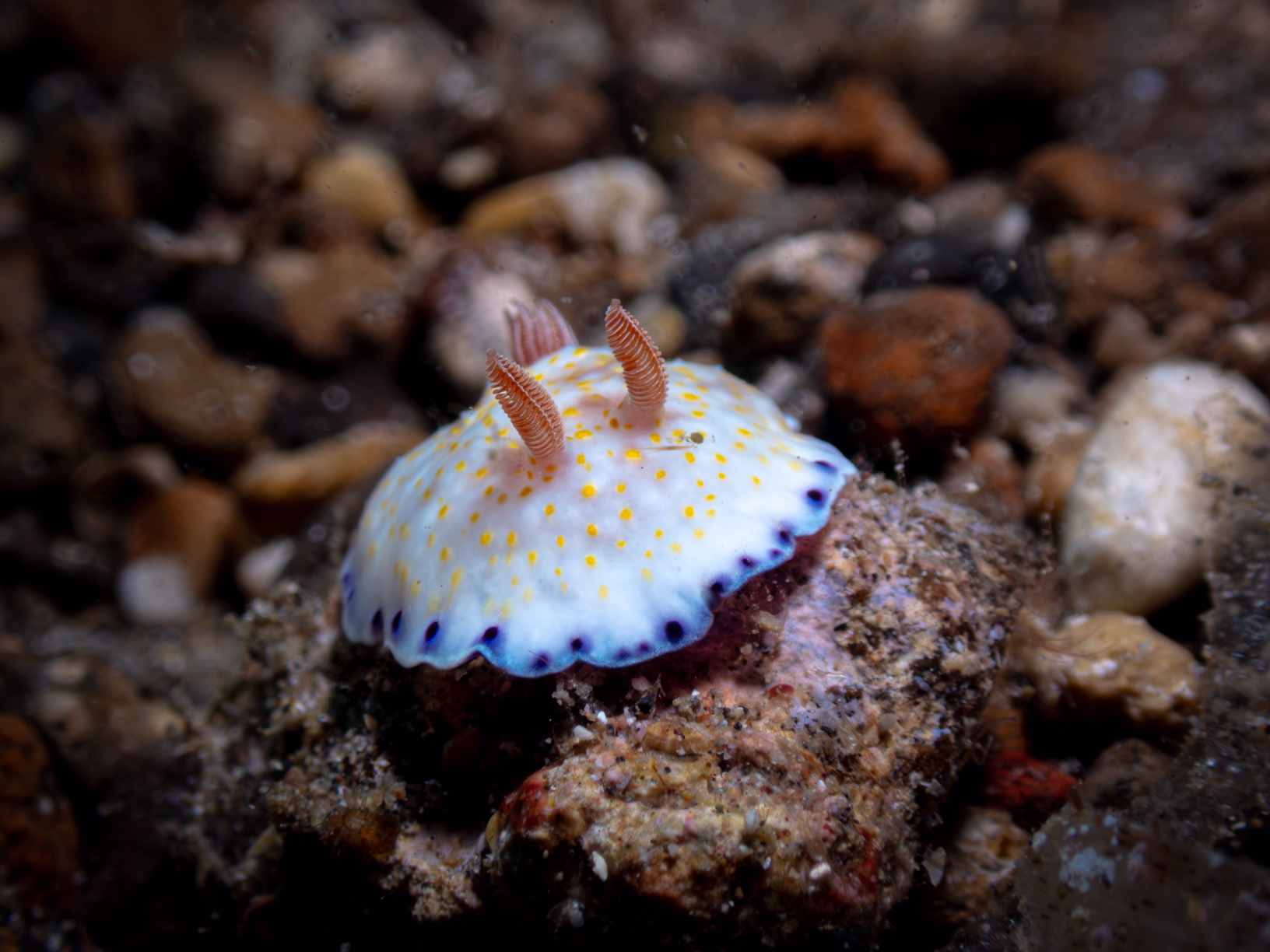 Nudibranch