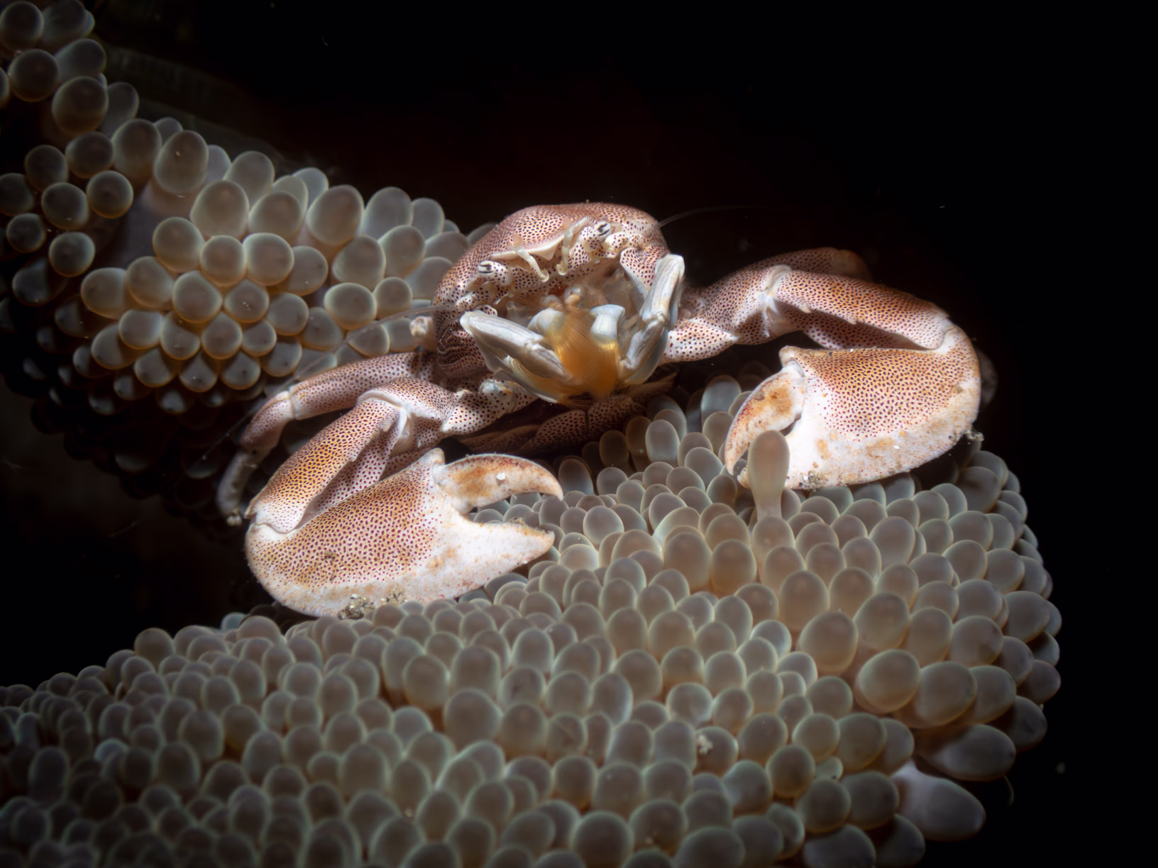 Image 10 from Lembeh 2025 album