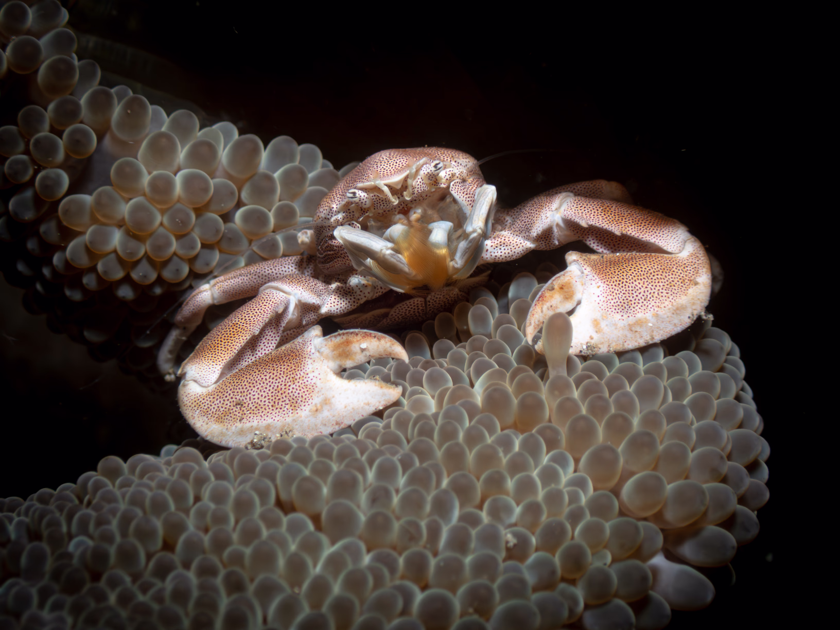 Image 10 from Lembeh 2025 album