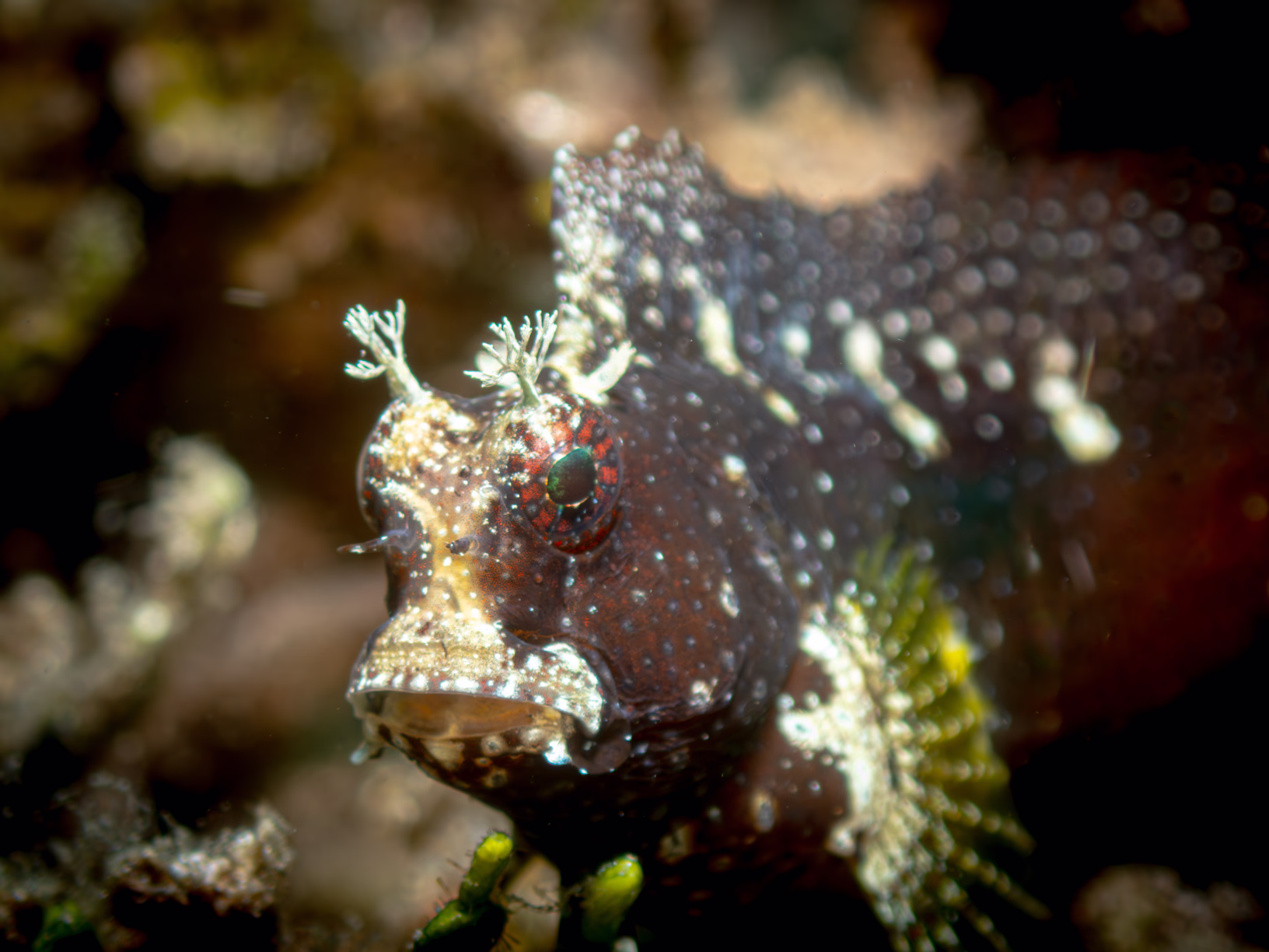 Image 66 from Lembeh 2025 album