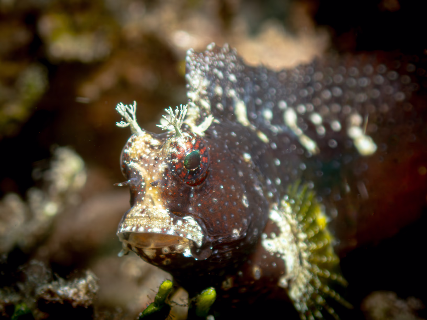 Image 66 from Lembeh 2025 album