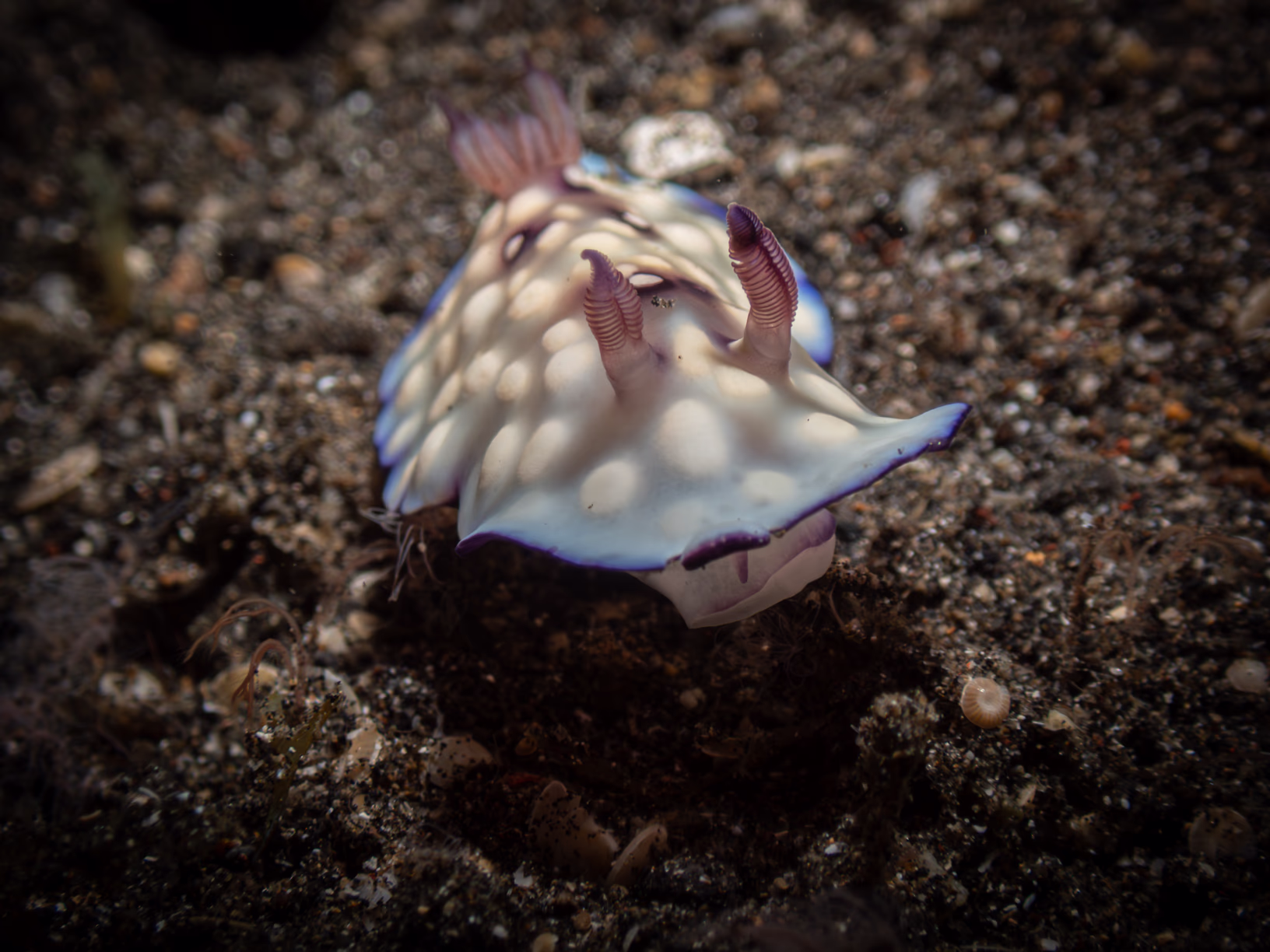 Image 67 from Lembeh 2025 album