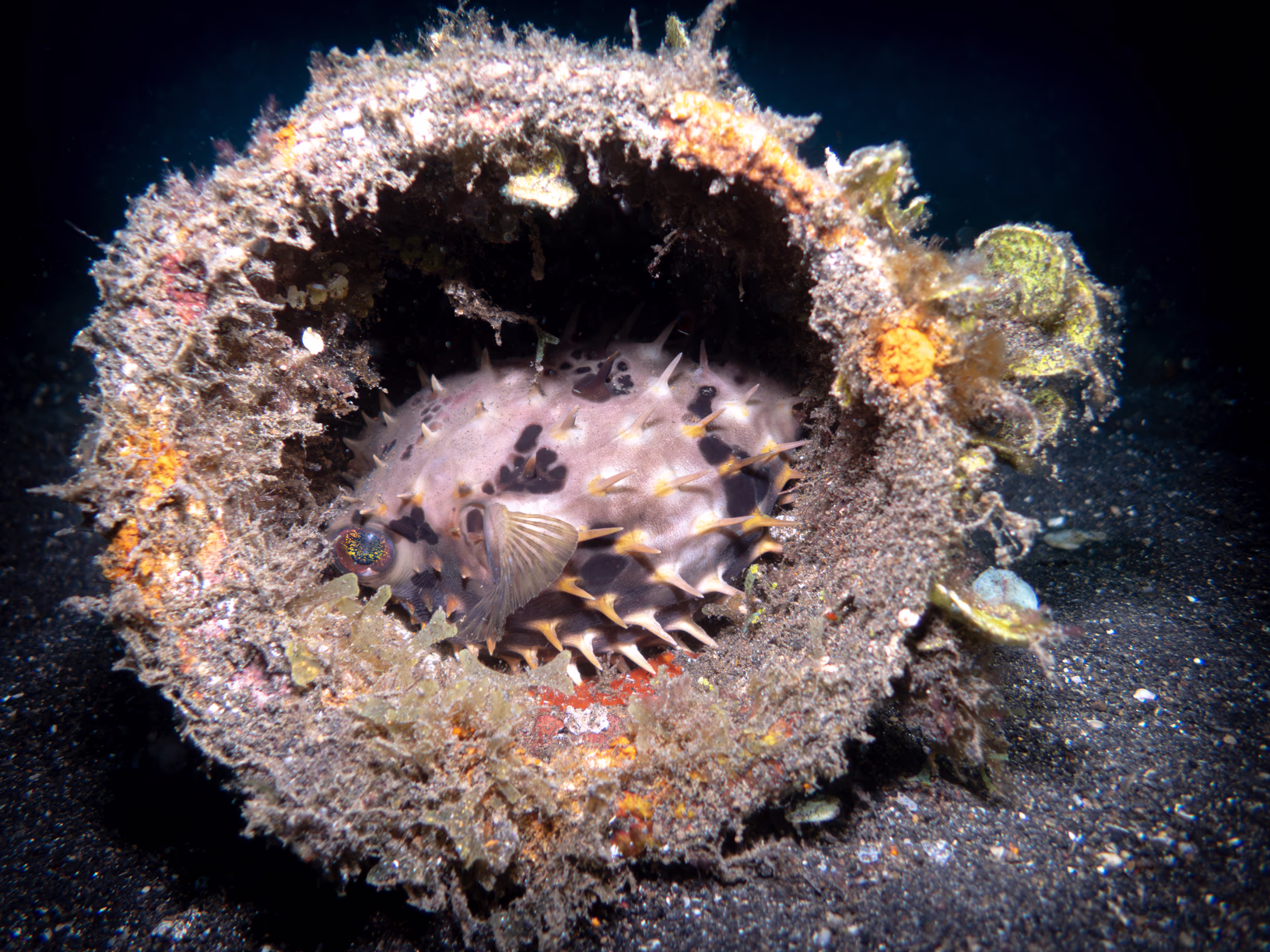 Image 48 from Lembeh 2025 album