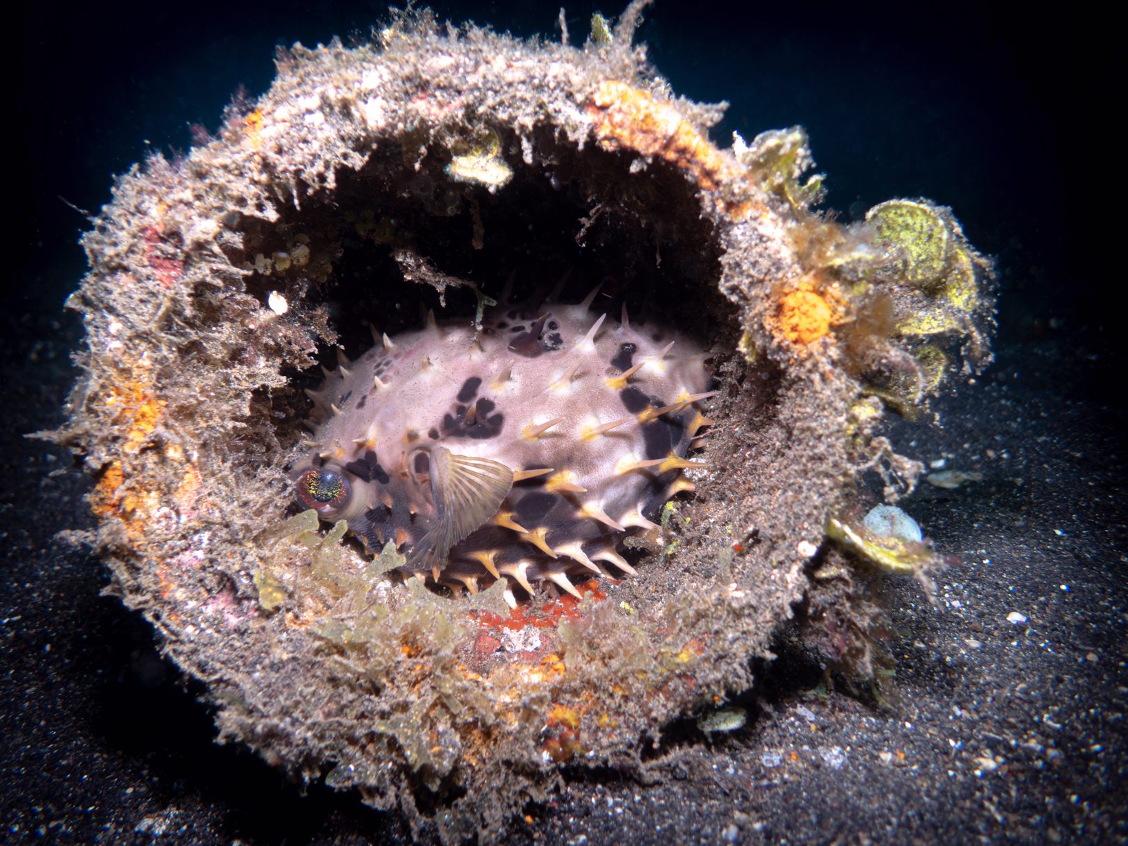 Porcupinefish
