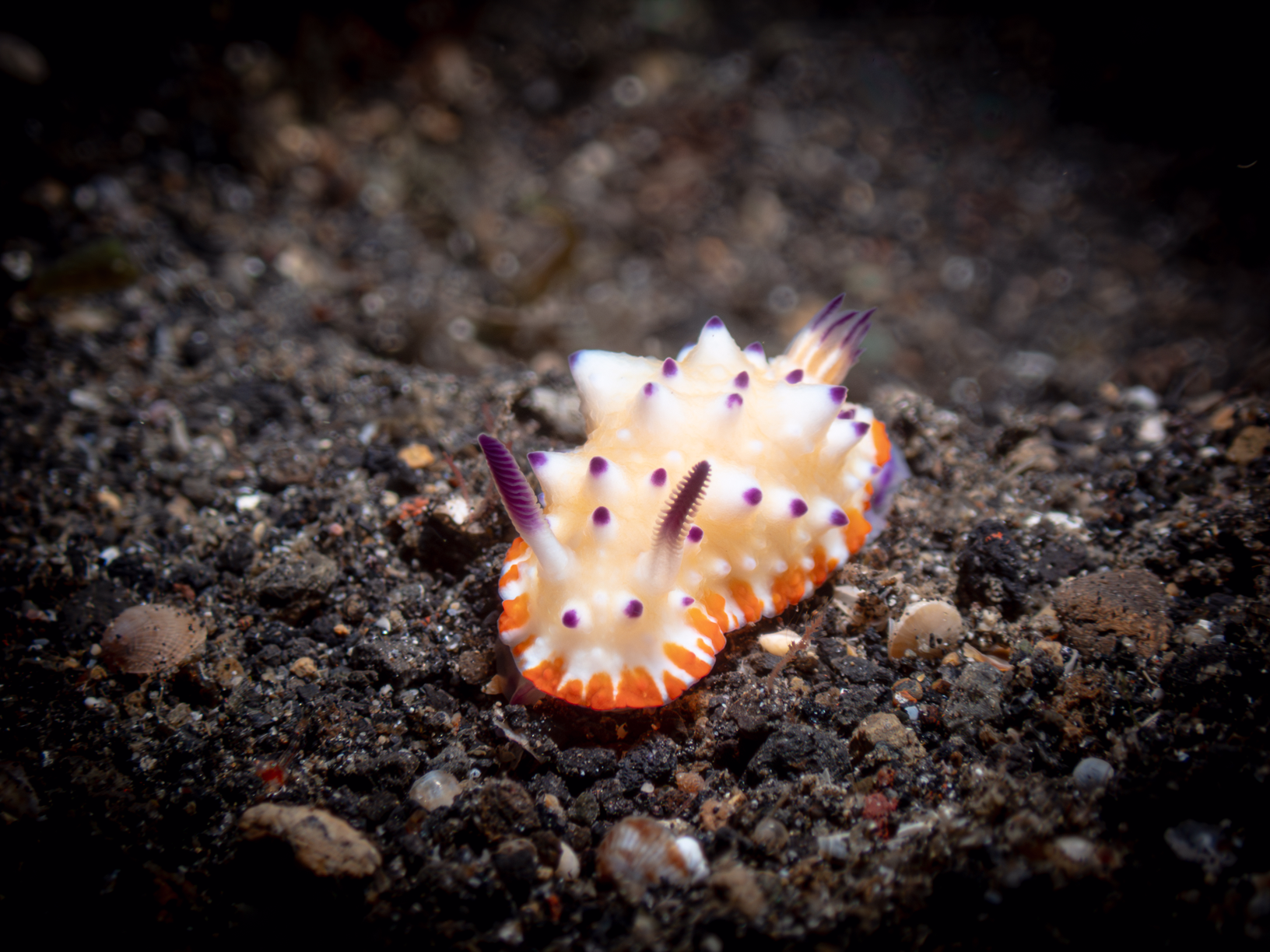 Nudibranch