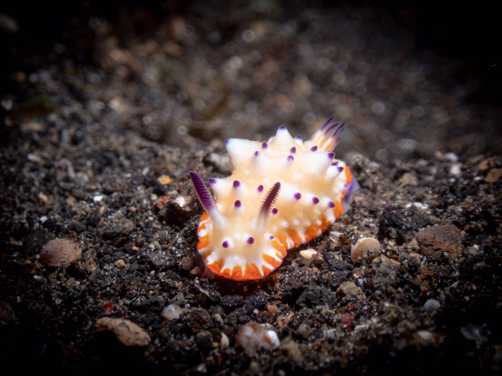 Image 49 from Lembeh 2025 album