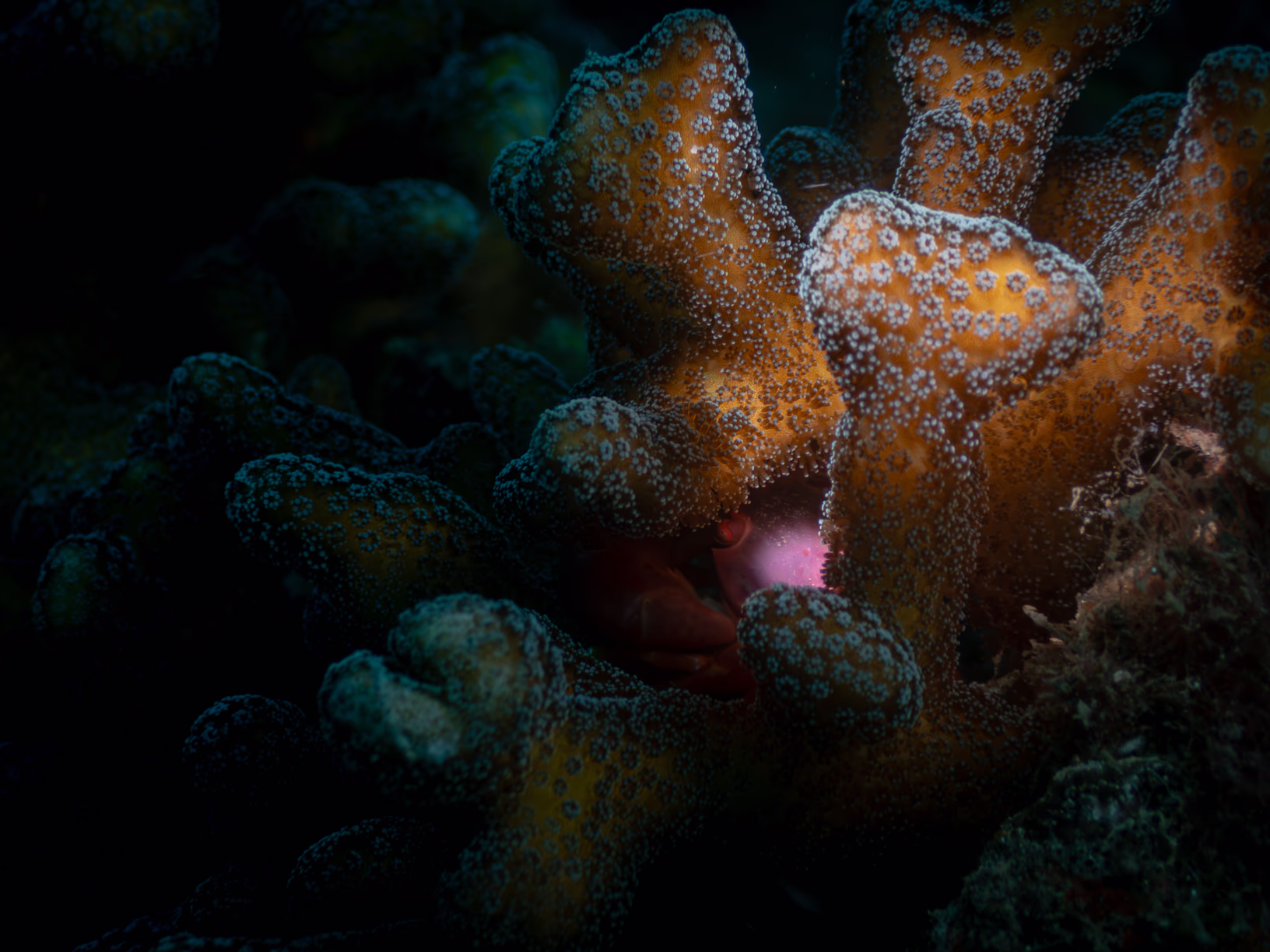 Image 68 from Lembeh 2025 album