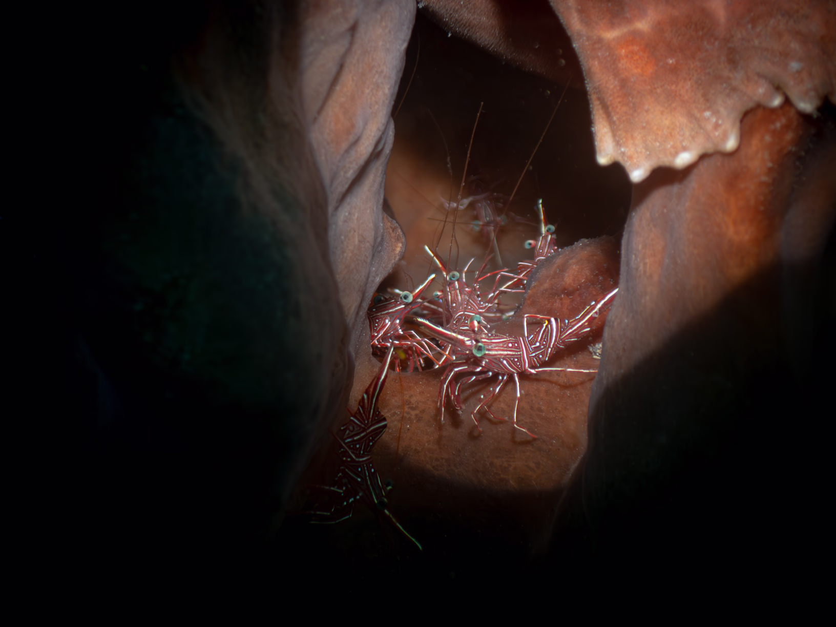 Image 50 from Lembeh 2025 album