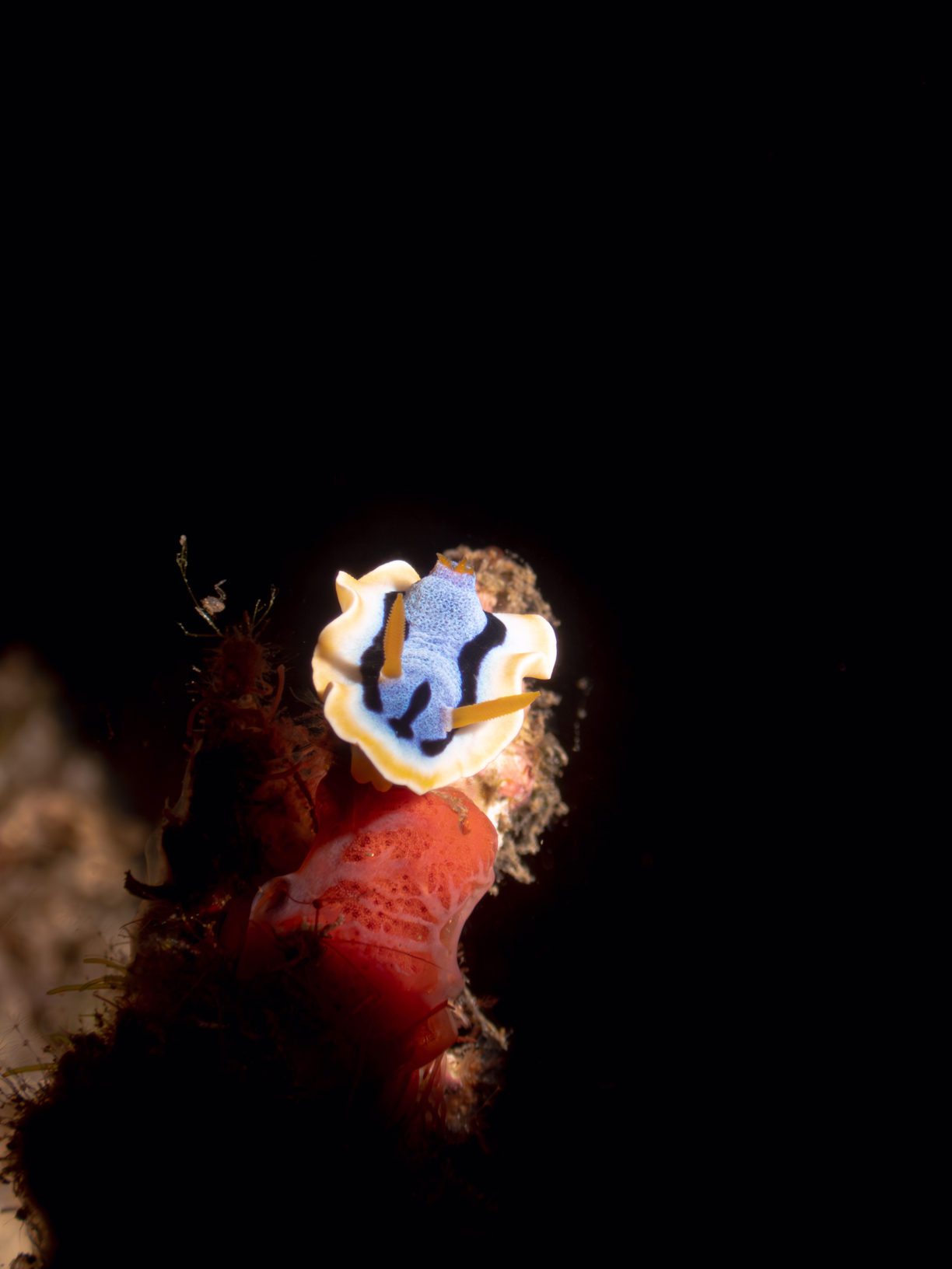 Nudibranch