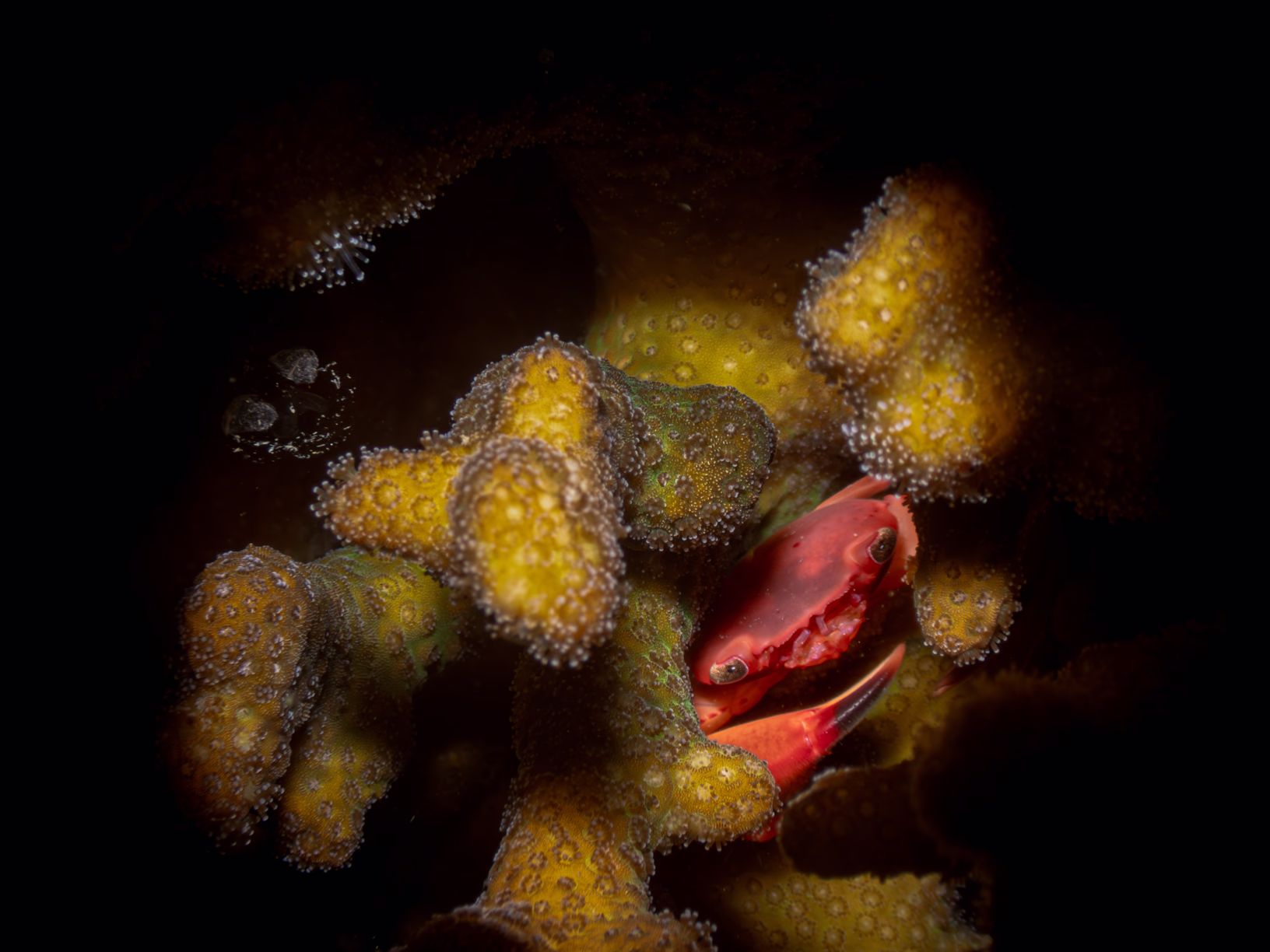 Image 52 from Lembeh 2025 album