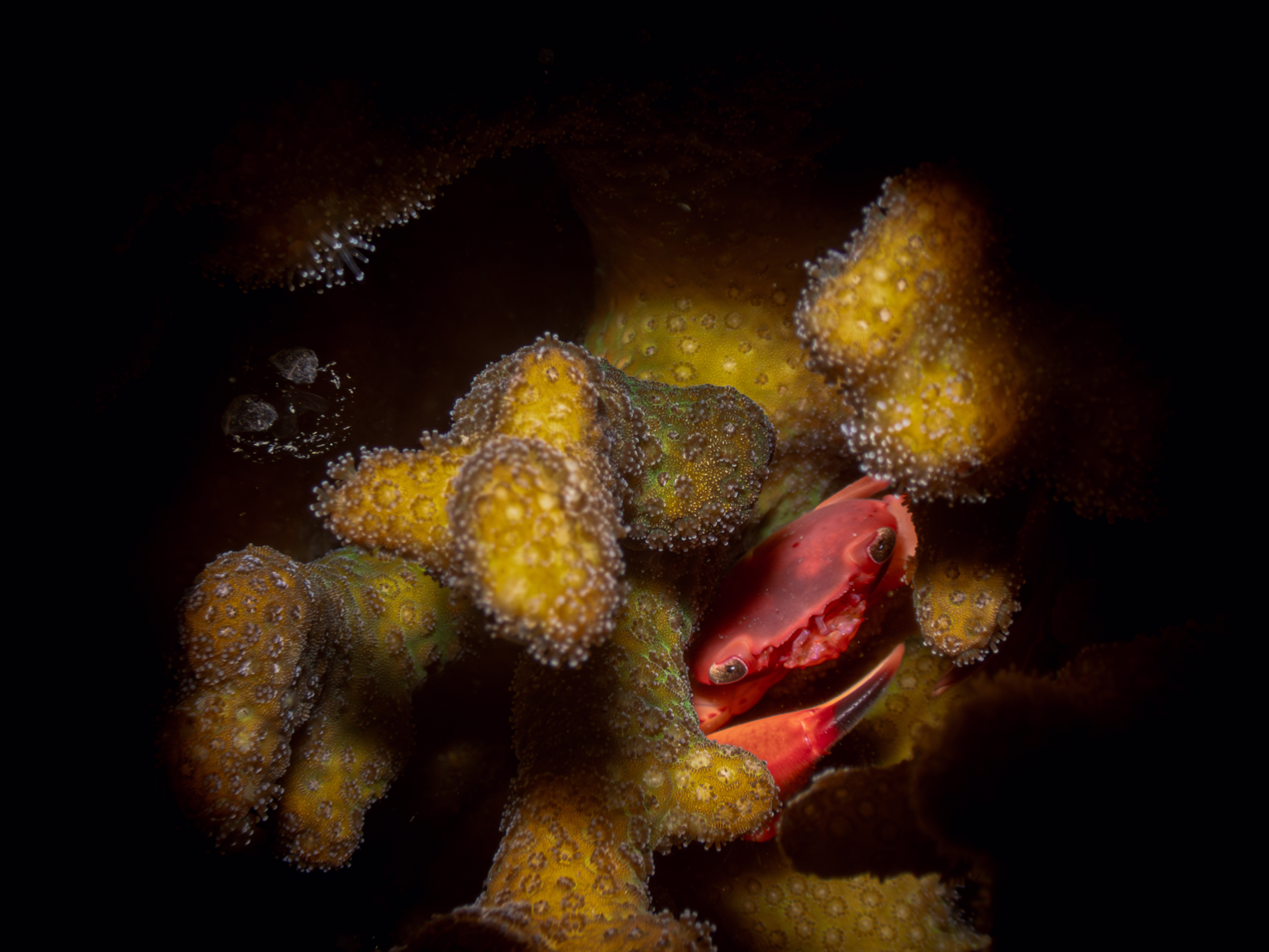 Image from Lembeh 2025