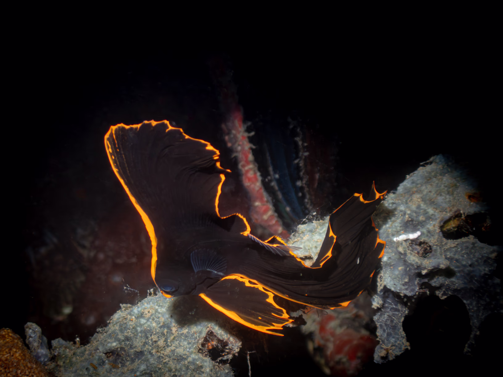 Image 53 from Lembeh 2025 album