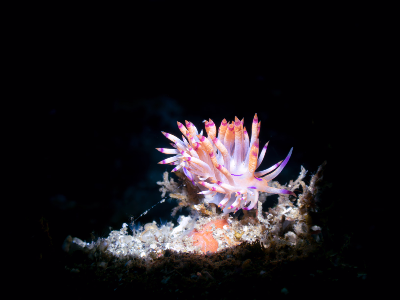 Image 12 from Lembeh 2025 album