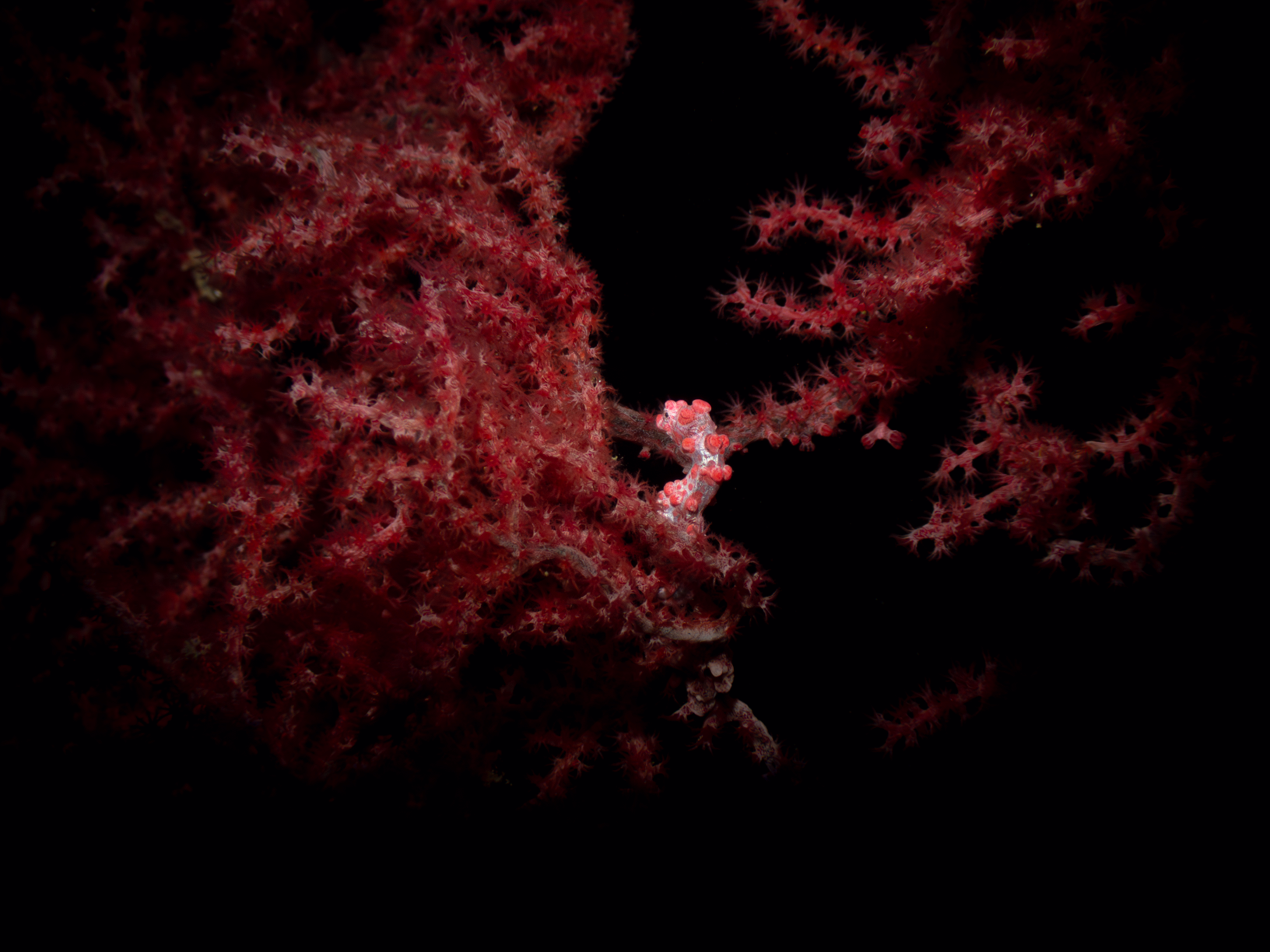 Pygmy Seahorse