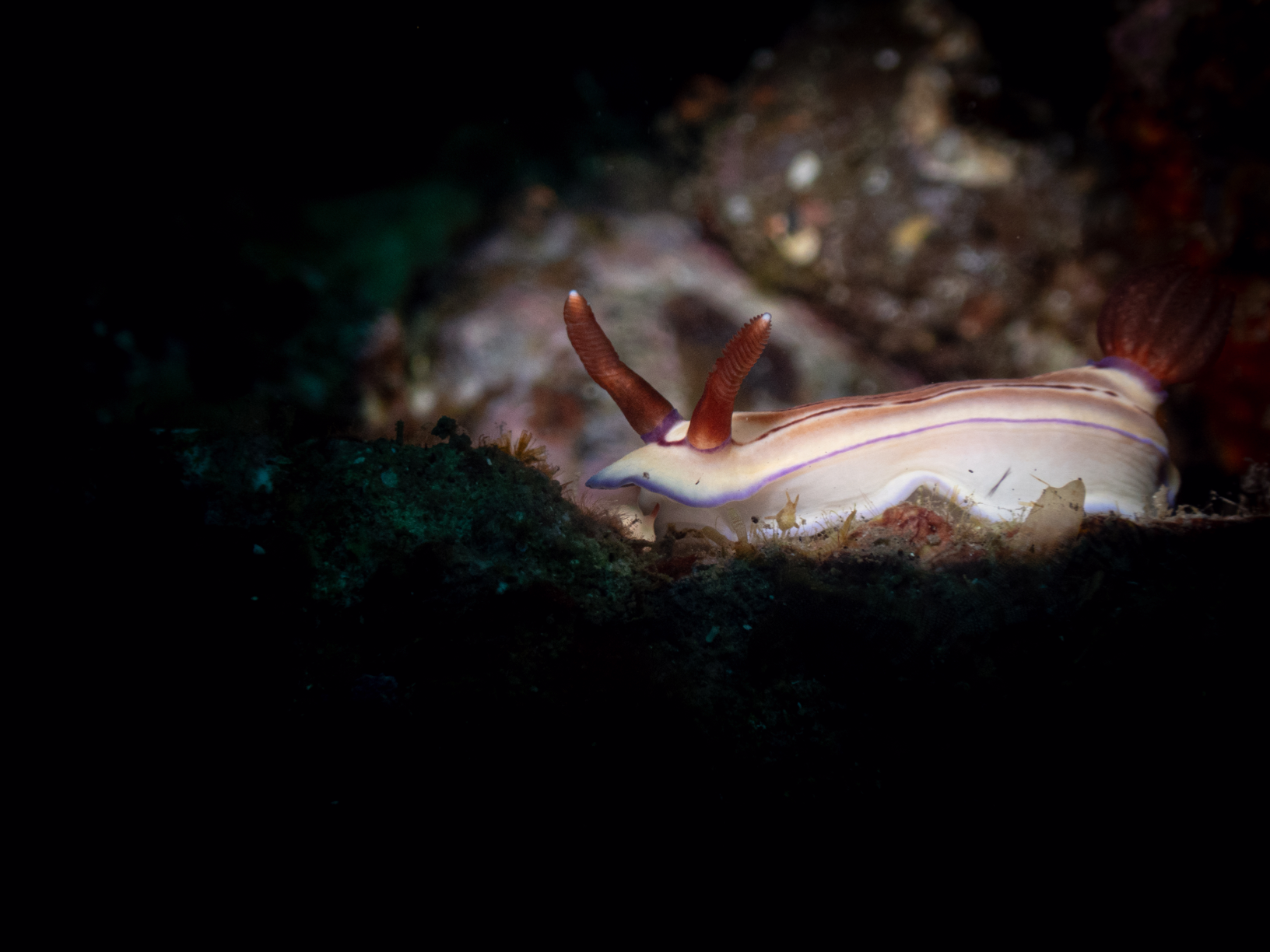 Nudibranch