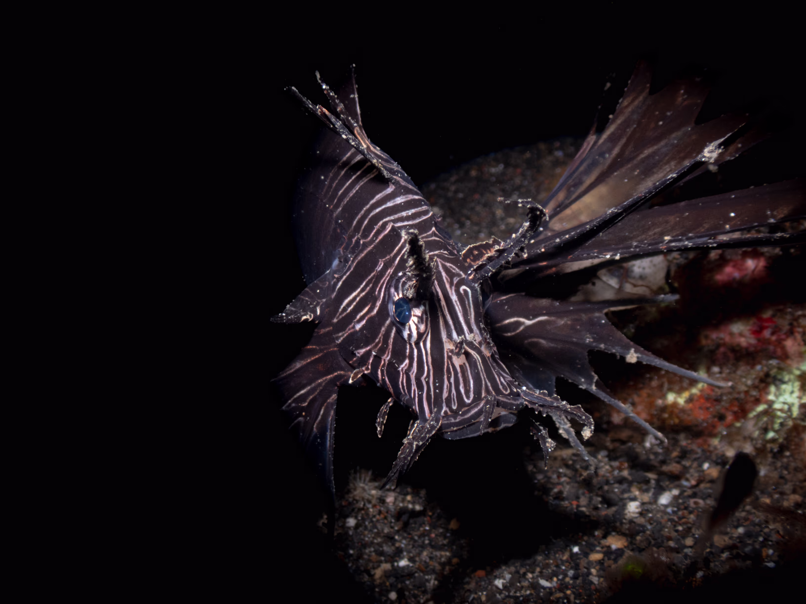 Image 54 from Lembeh 2025 album